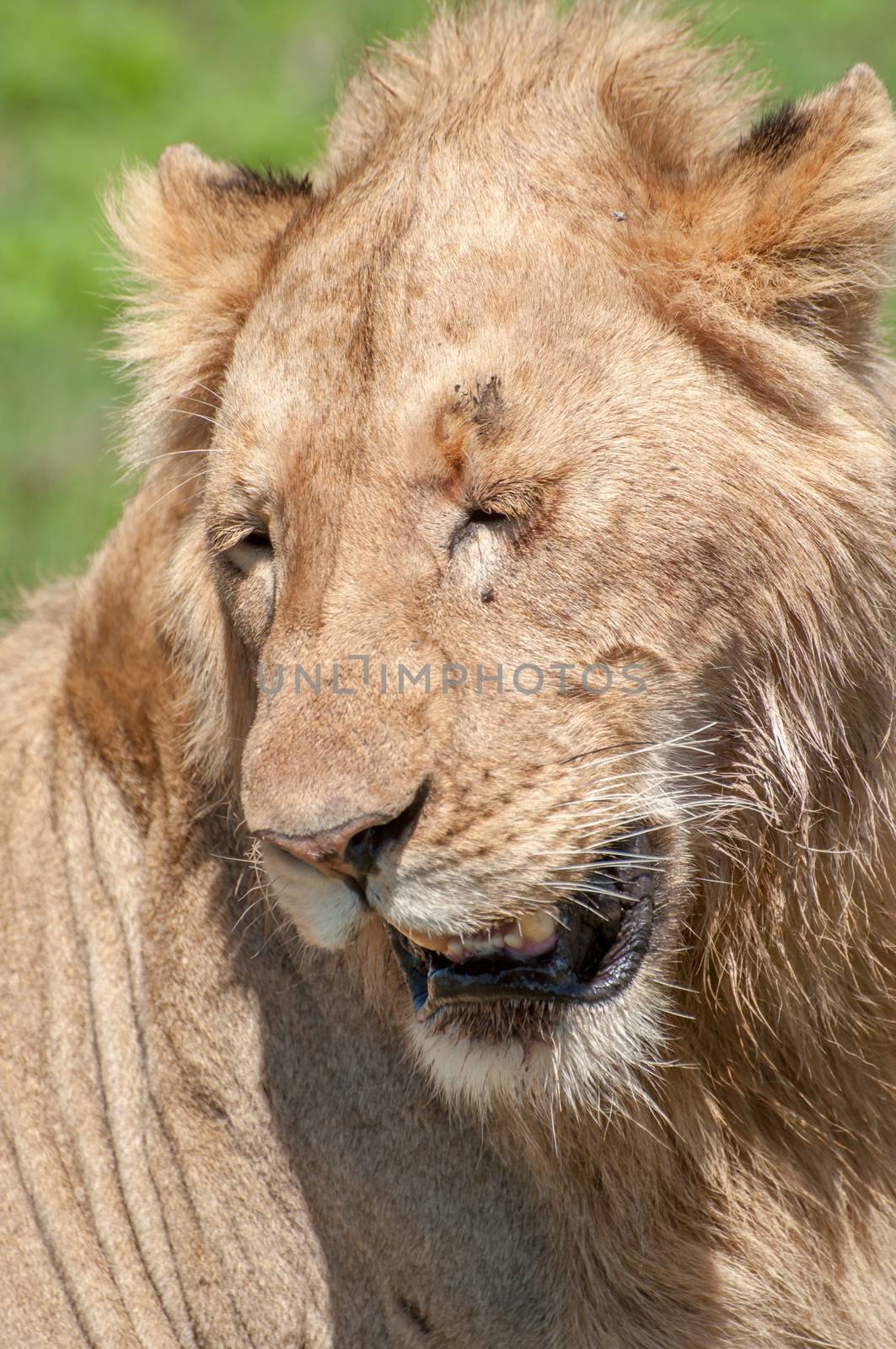 Portrait of a male lion with eyes closed.