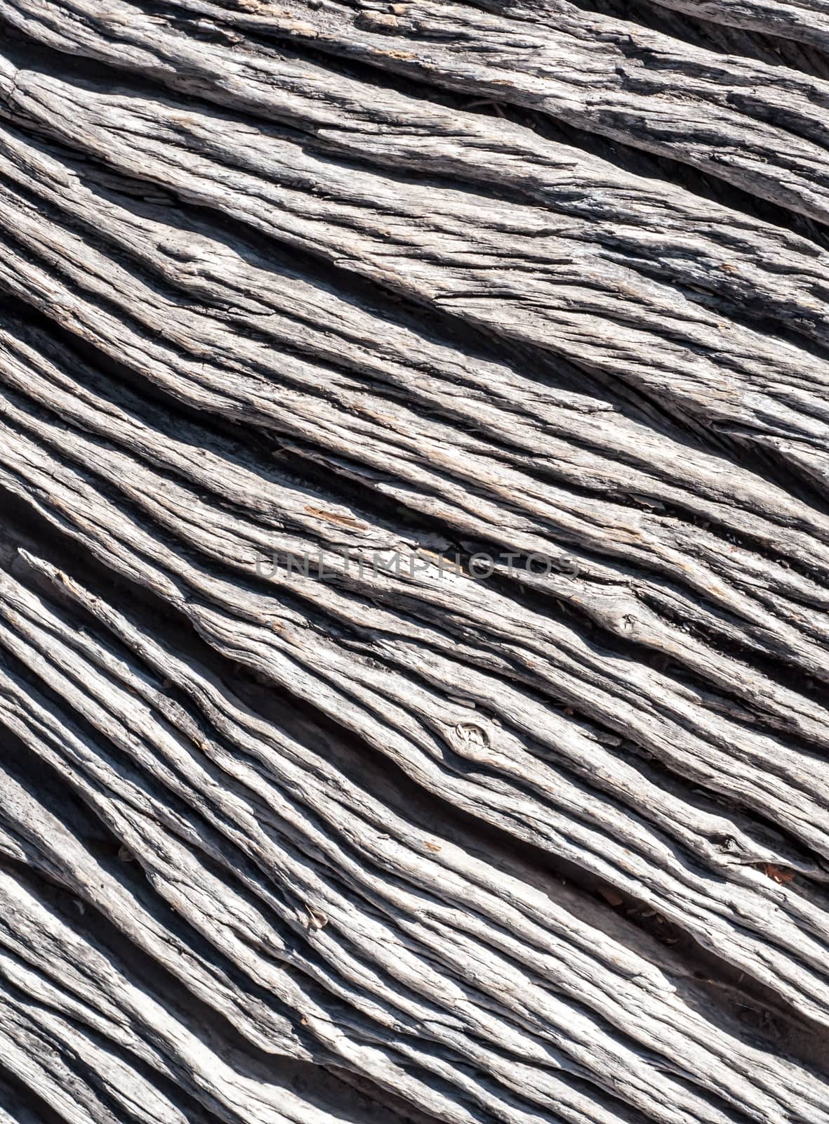 up close image of a leadwood tree showing texture.