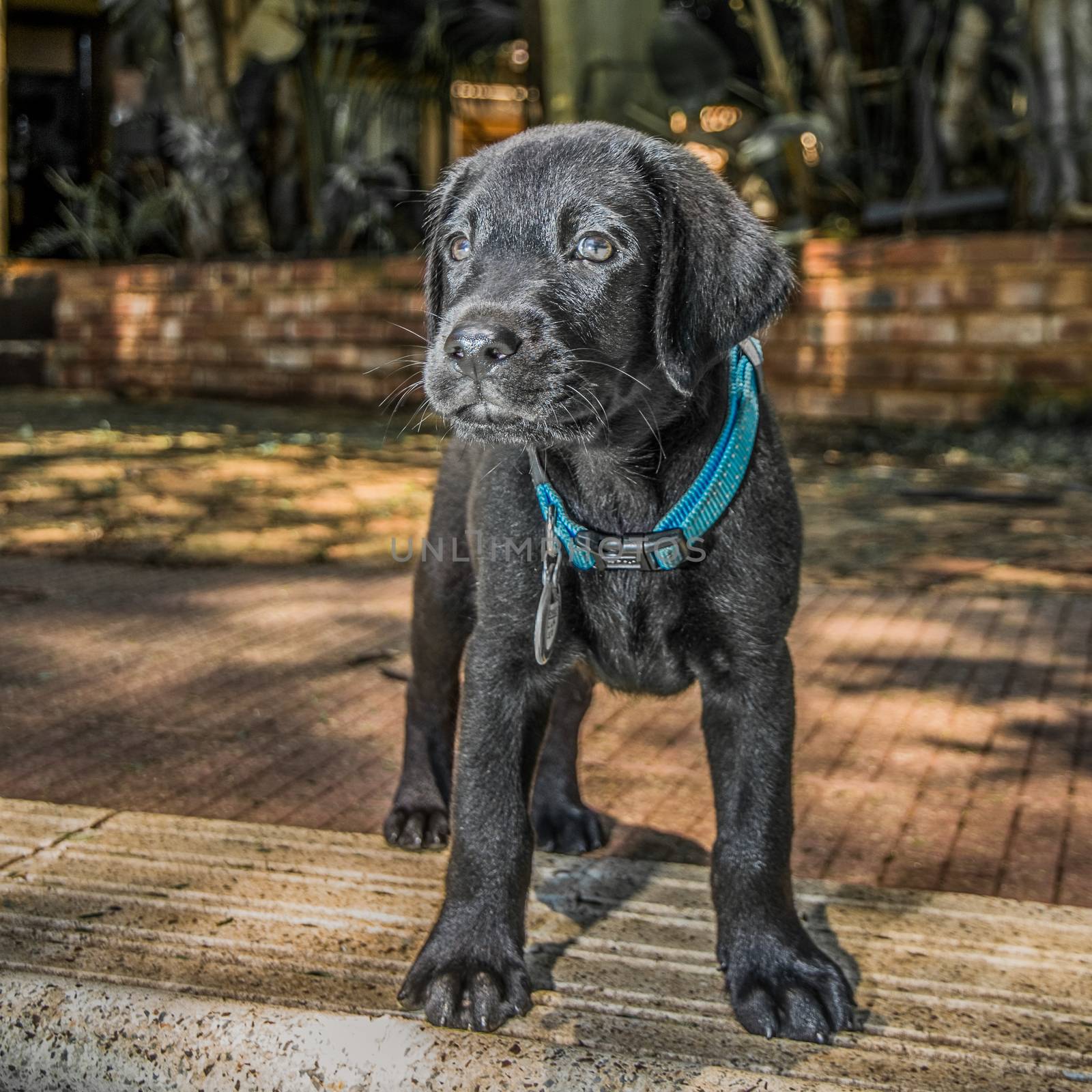 Labrador Puppy playing outside