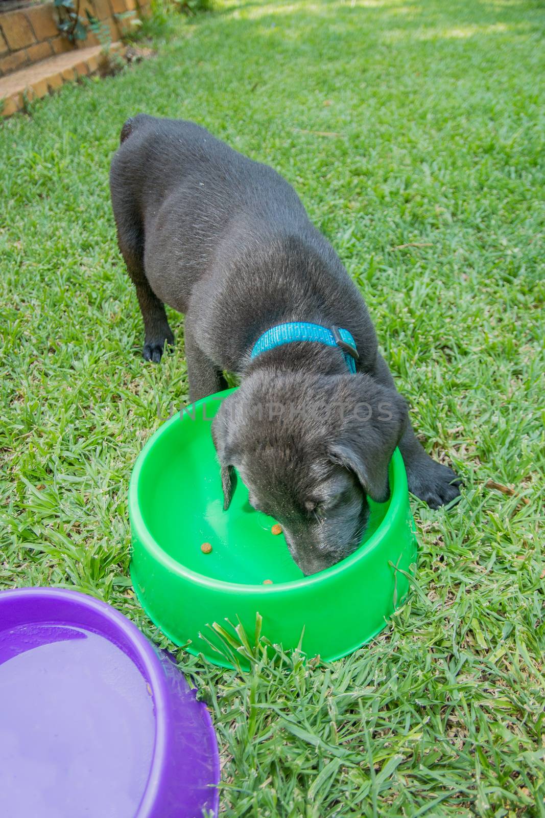 Labrador puppy eating food and drinking water outside on the lawn