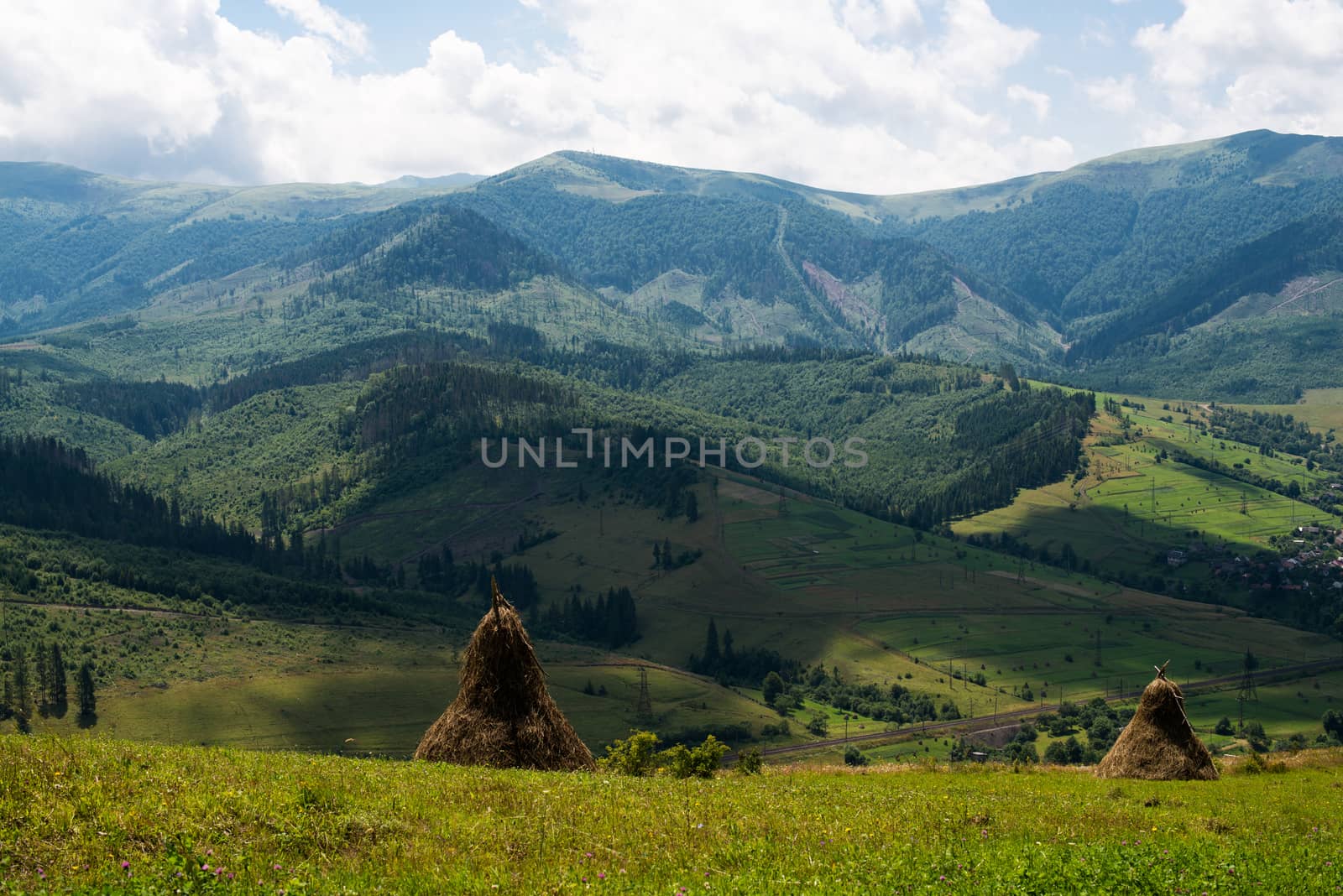 Summer landscape in the Ukrainian Carpathians by rootstocks