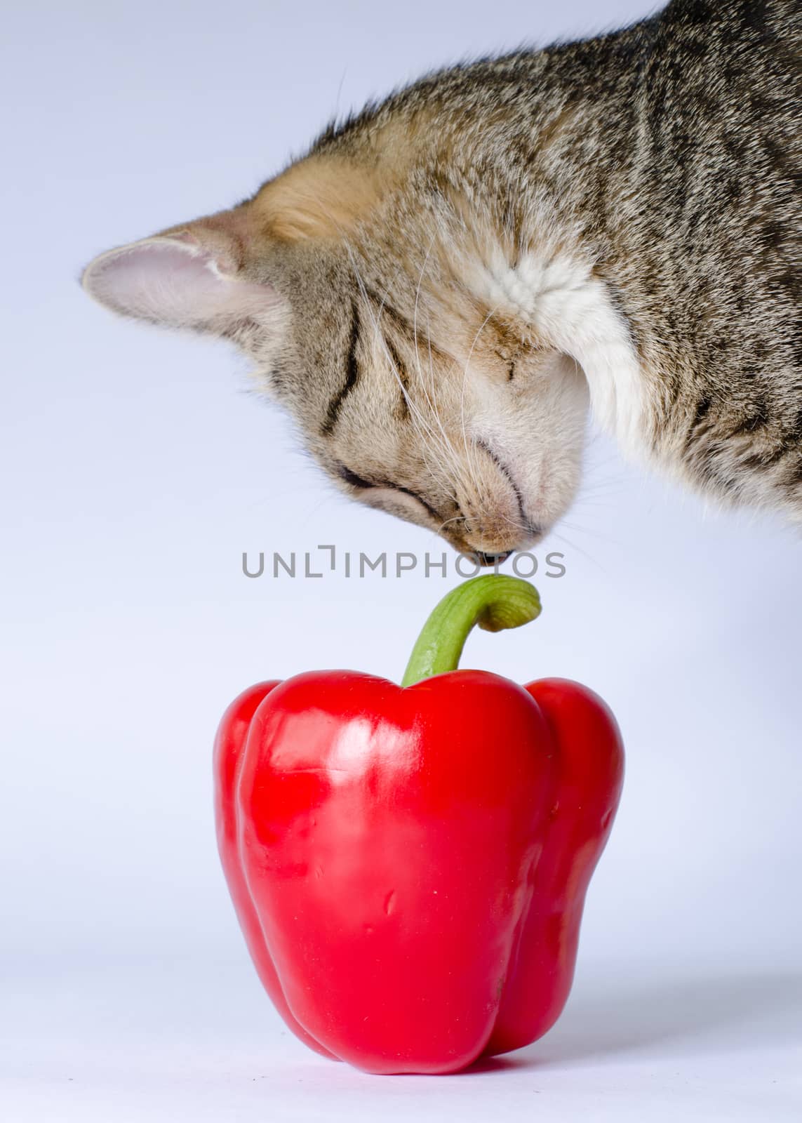 kitten and red pepper by sarkao