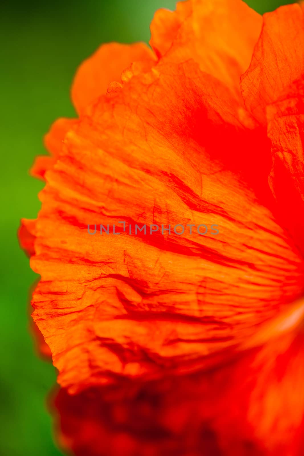 Closeup of the petals of the blooming red poppy flower.