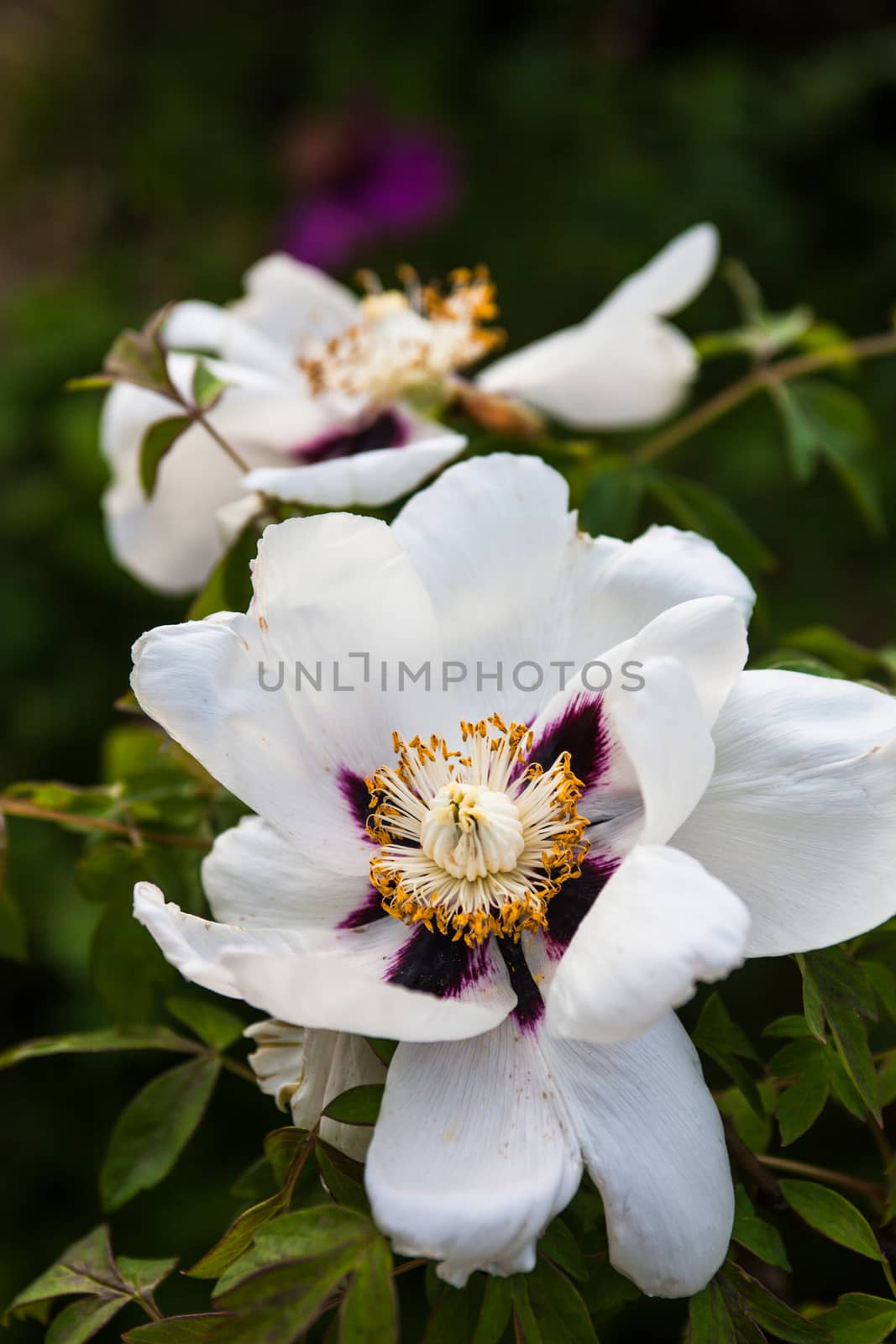 The beautiful and delicate white peony flower