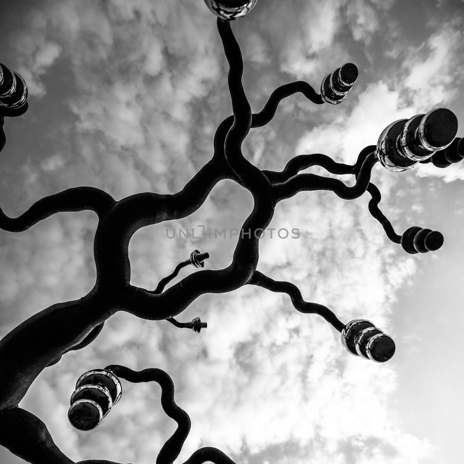 black and white tree branches on the sky background