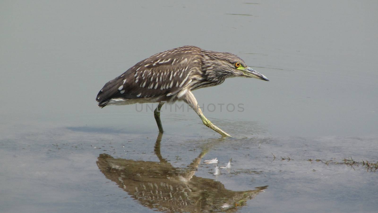 small crane bird fishing