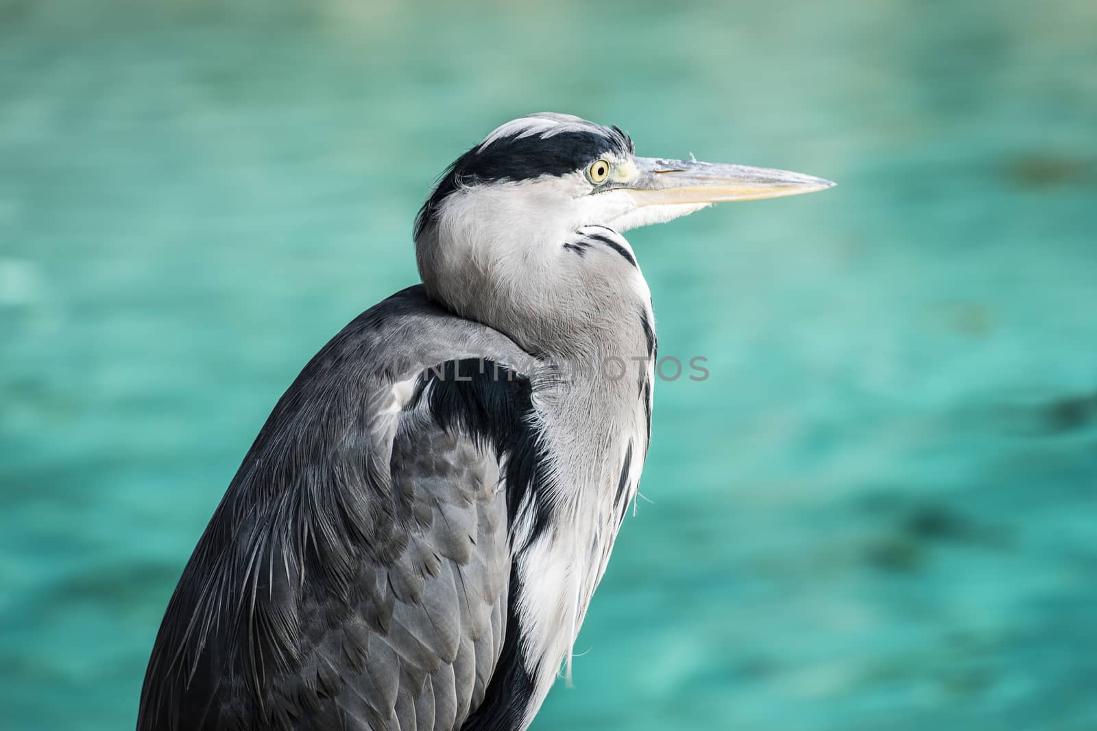 Heron waiting for a fish in the lake by MohanaAntonMeryl