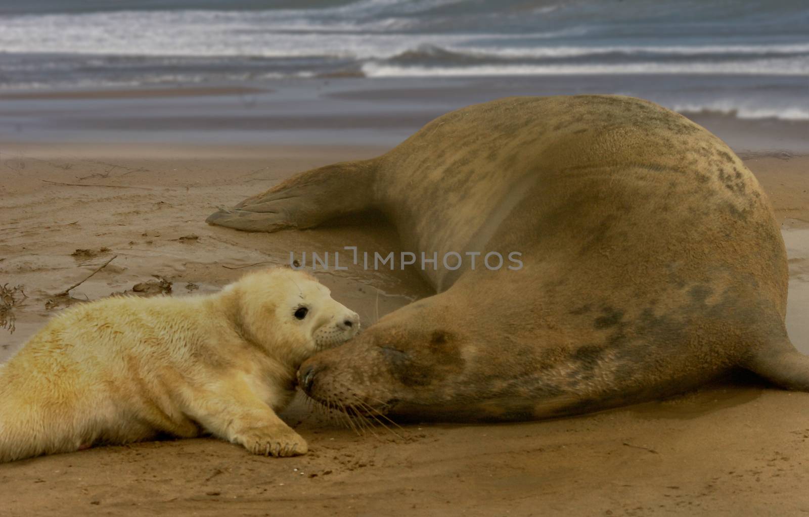 A new born Atlantic Grey Seal gets close to its mother on the beach at Donna Nook in Lincolnshire, England.
