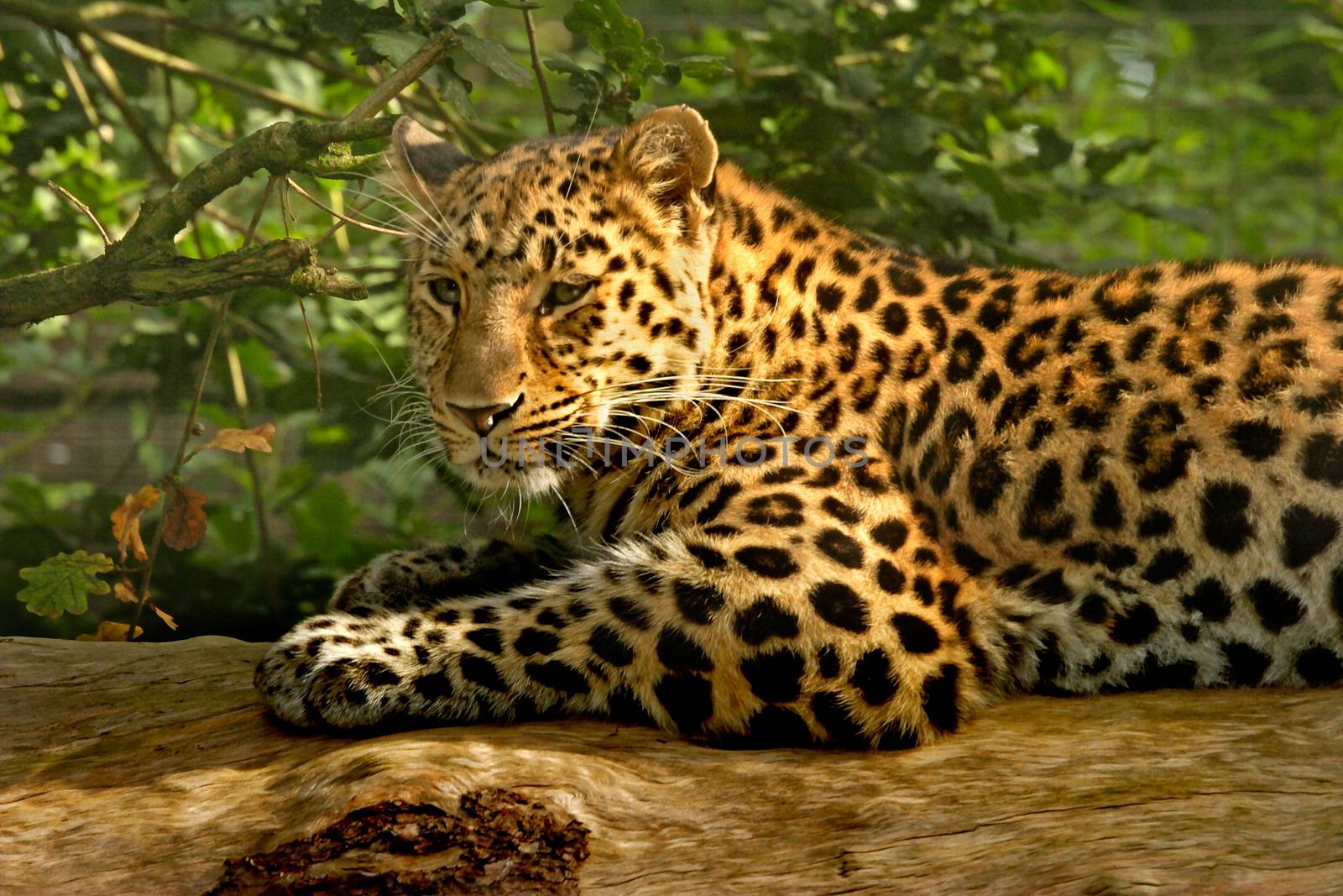 The Amur Leopard is named after the river Amur, which runs allong some of the border between Russia and China where these animals breed.