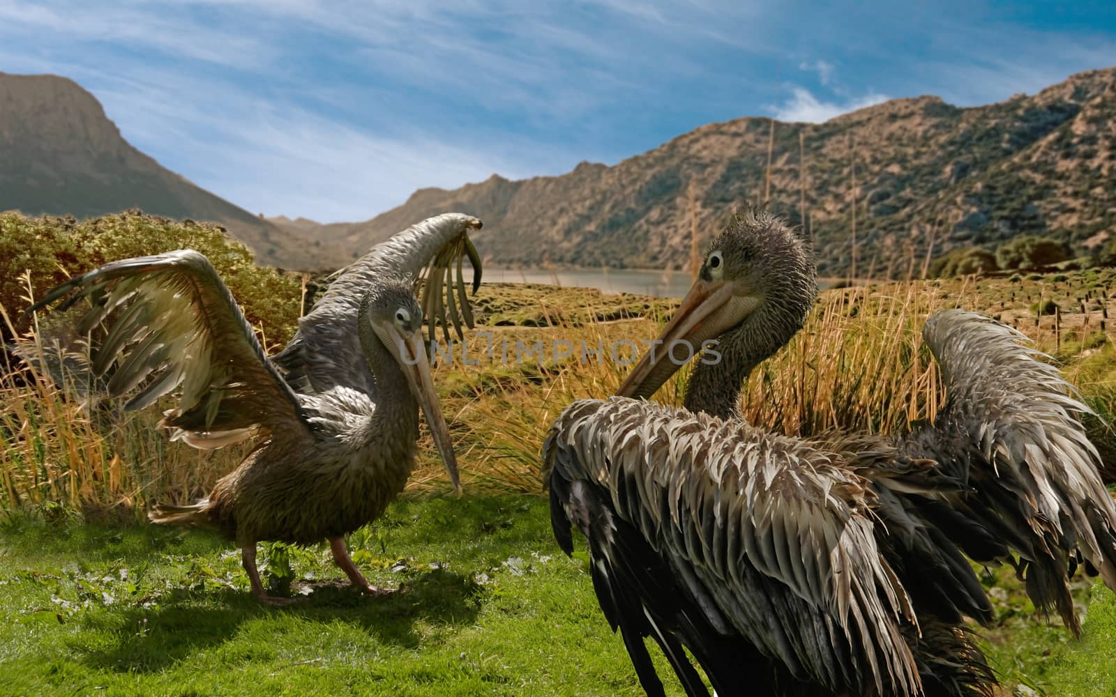 Brown Pelicans are found on both the Atlantic and Pacific coasts of America, from Nova Scotia and British Columbia in the North to Venezuela and Chile in the South.