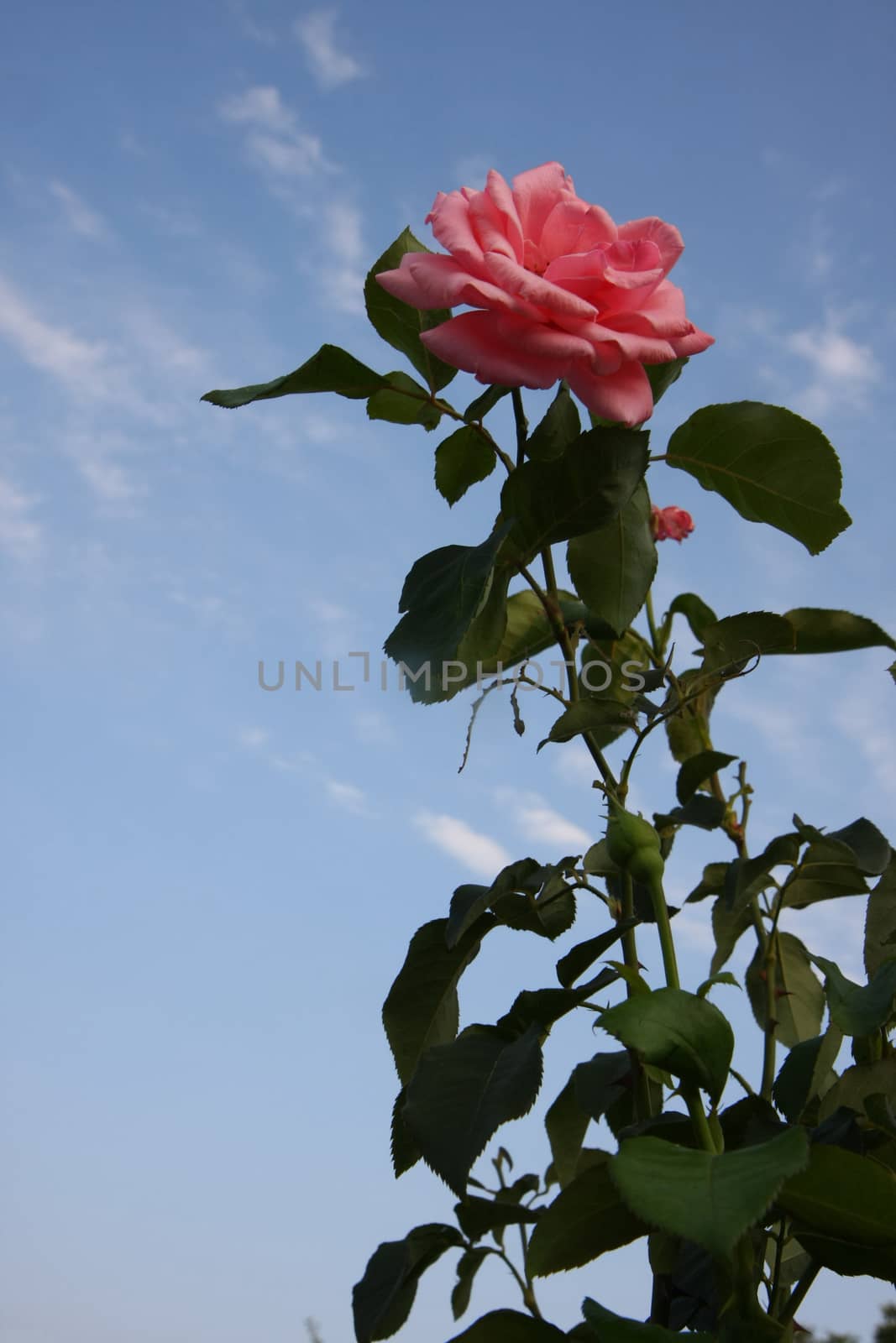Close up of pink rose in village garden