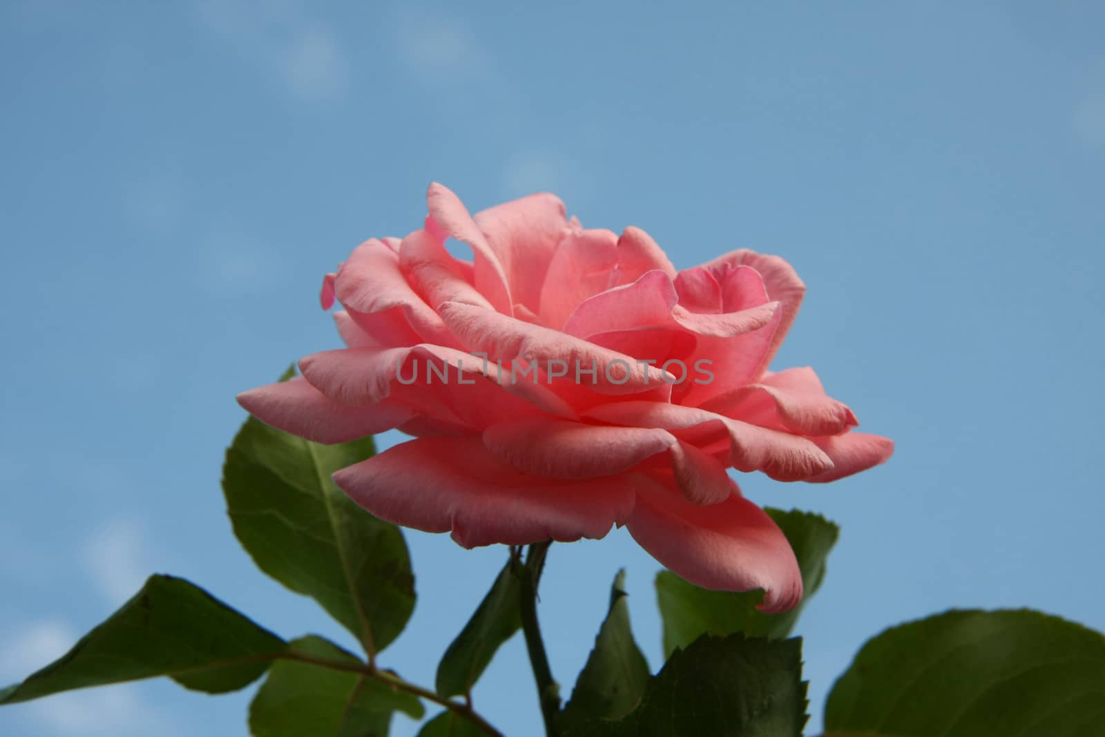 Close up of pink rose in village garden