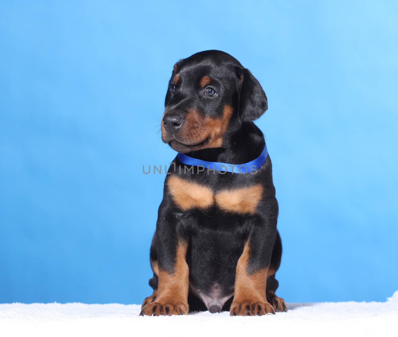 Portrait of Puppy with blue belt  on blue background by gsdonlin