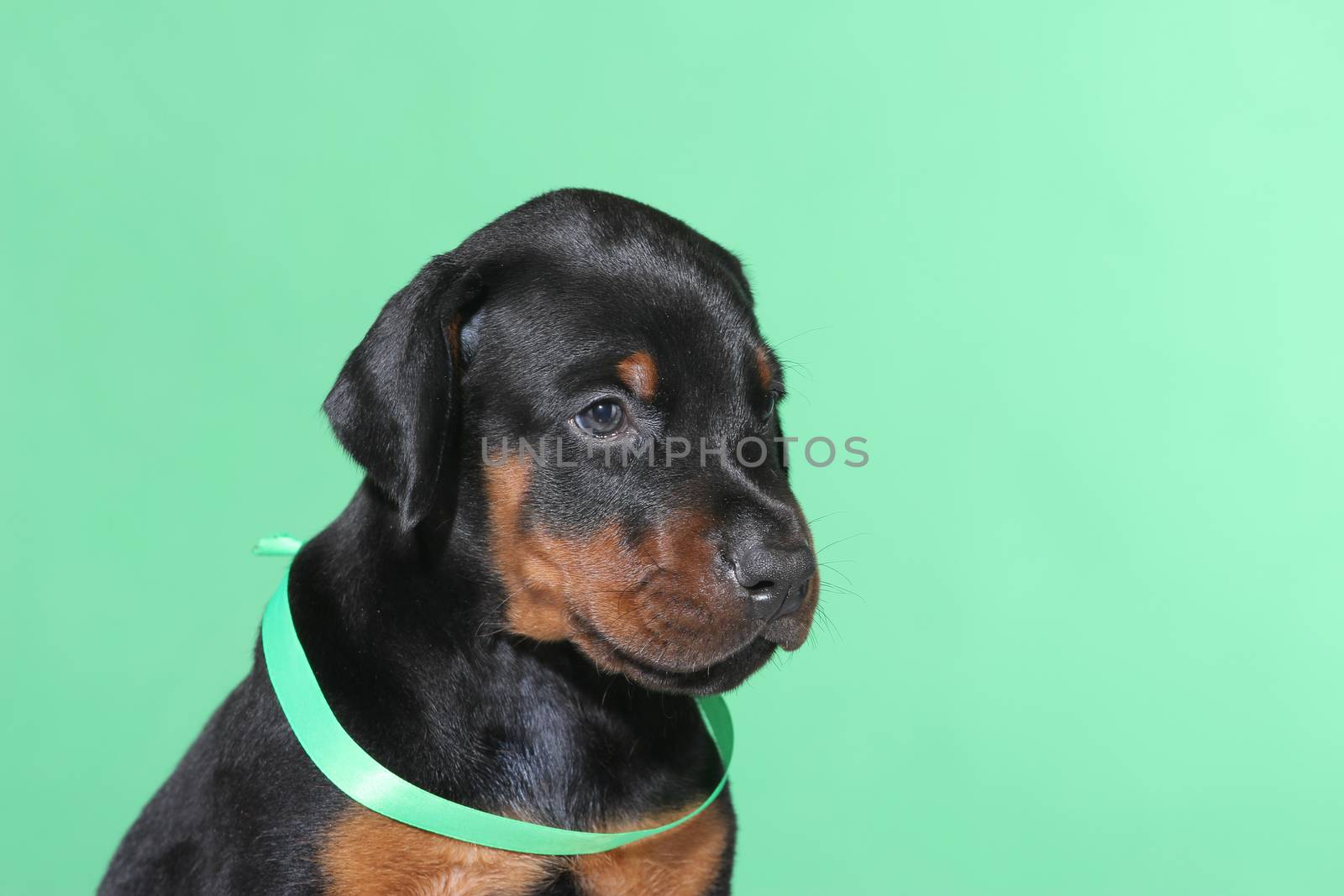 Portrait of Puppy with green belt  on green background by gsdonlin