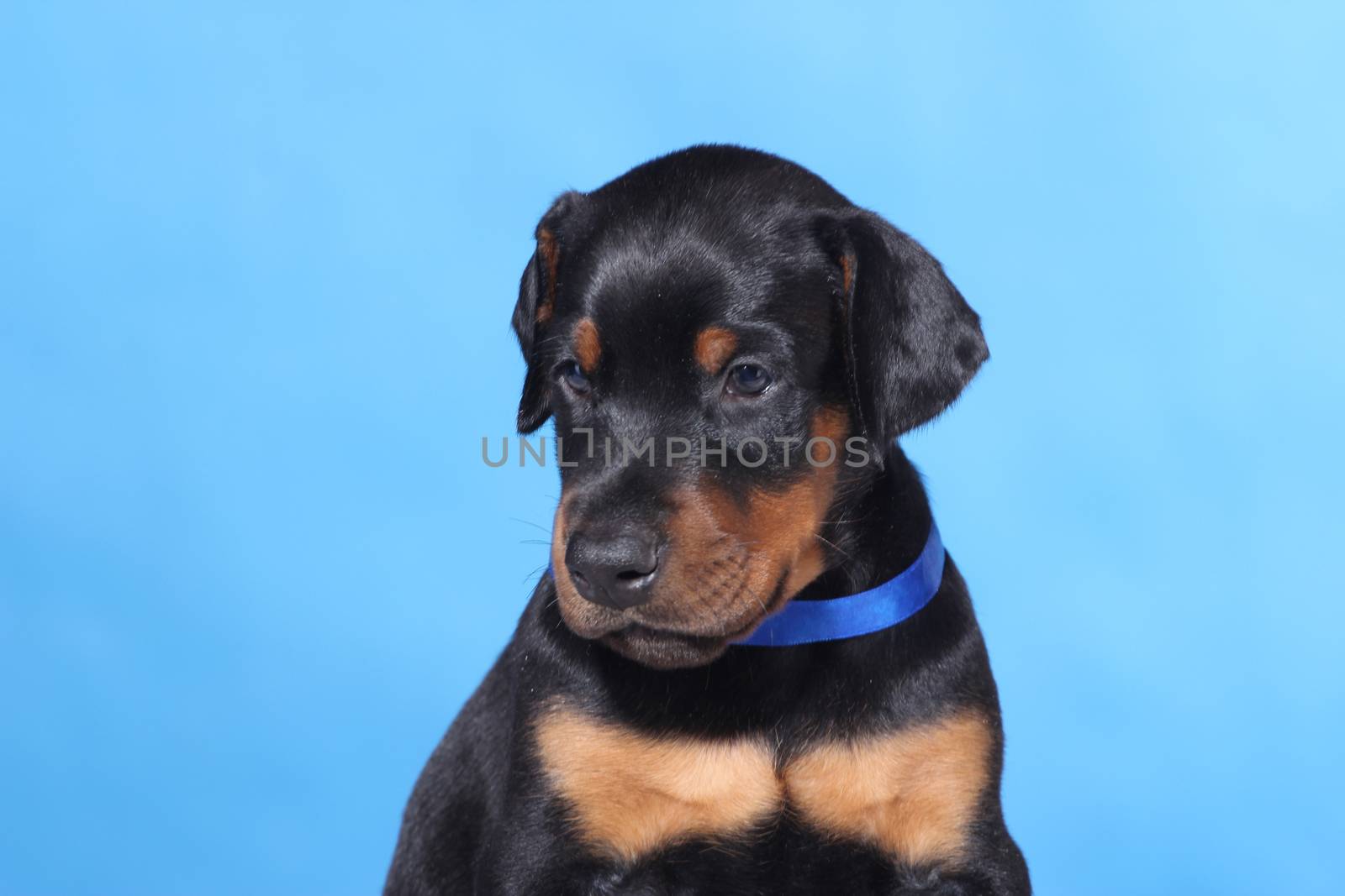 Portrait of Puppy with blue belt  on blue background