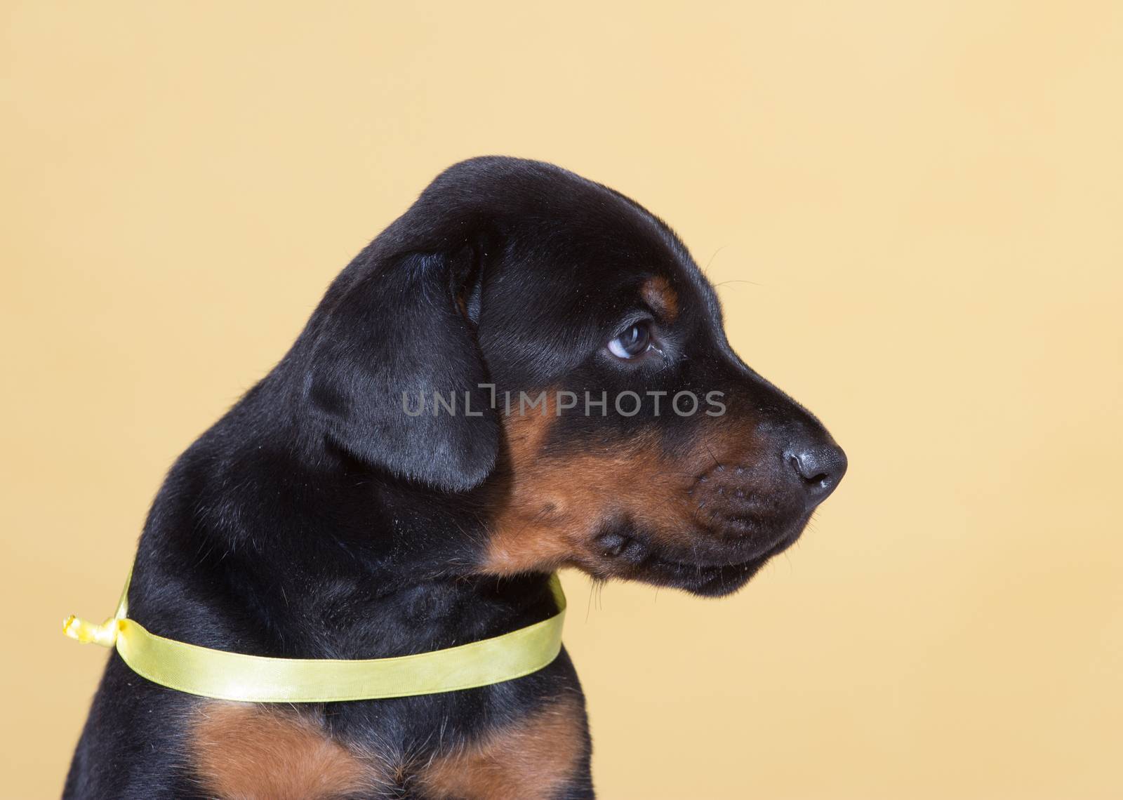 Puppy with yellow belt on yellow background by gsdonlin