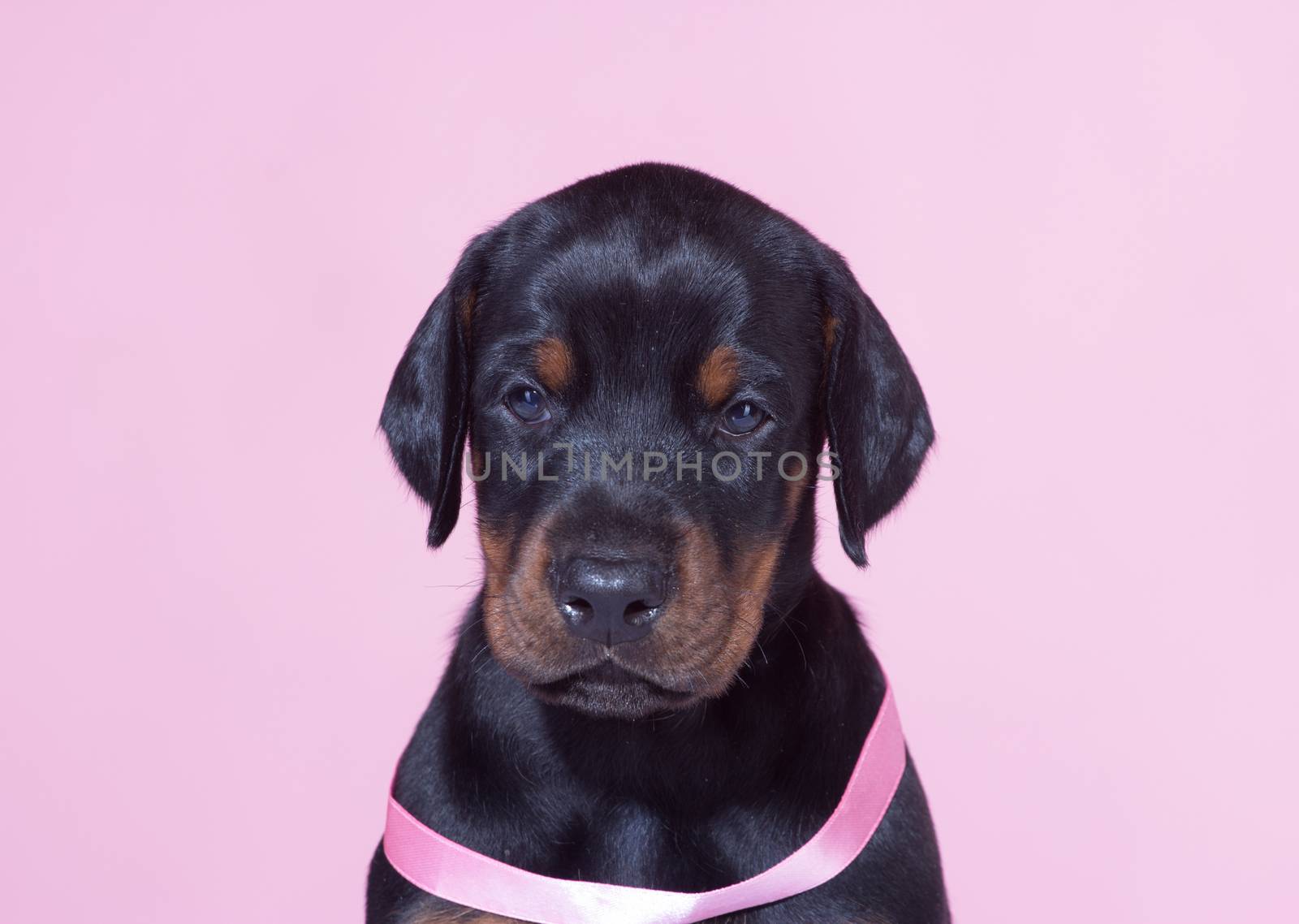 Close up Portrait of Puppy with pink belt  on pink background by gsdonlin