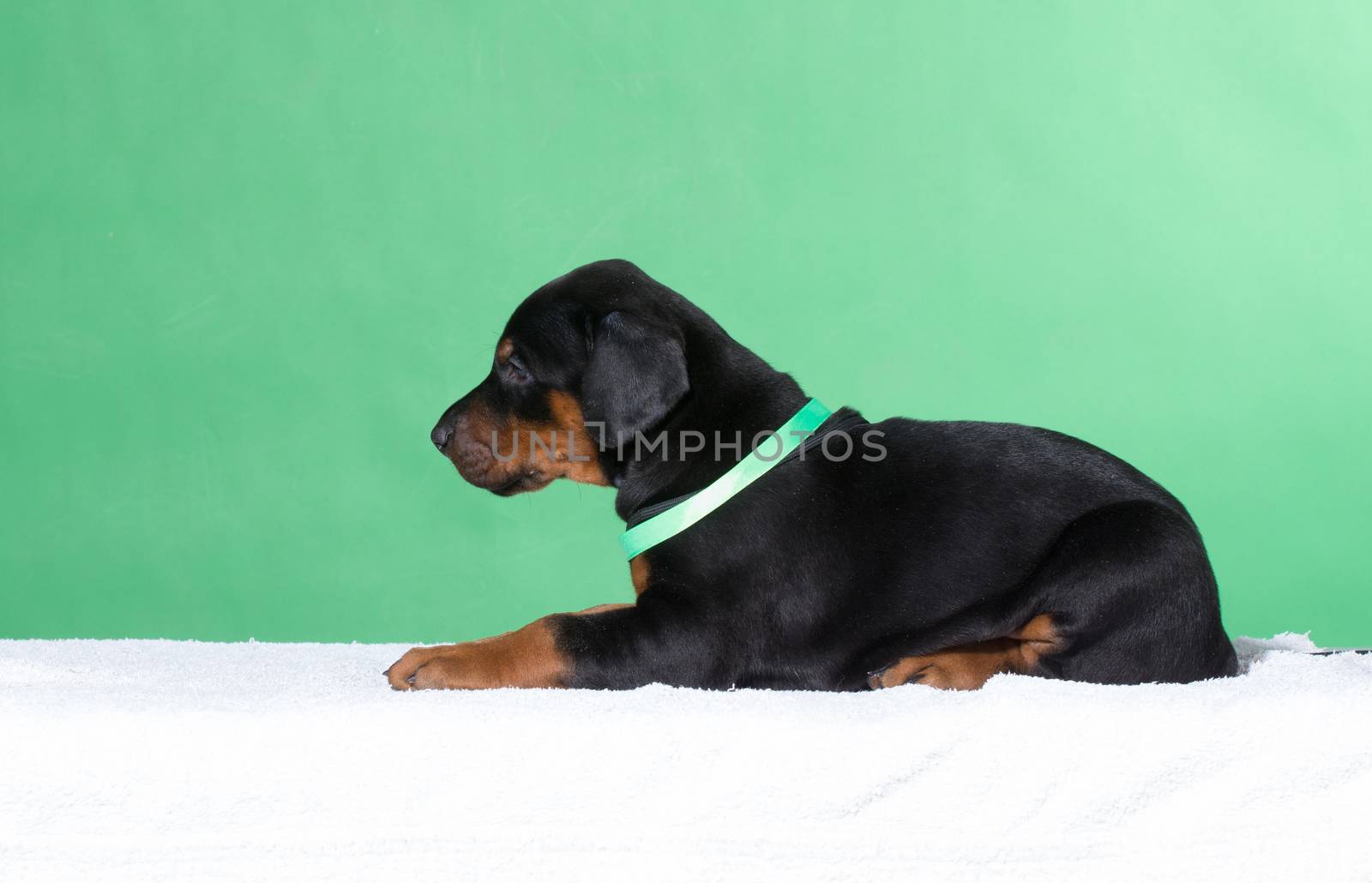 Portrait of Puppy with green belt  by gsdonlin