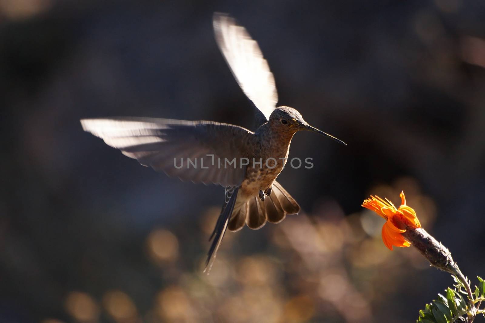 Hummingbird feeding on in flight
