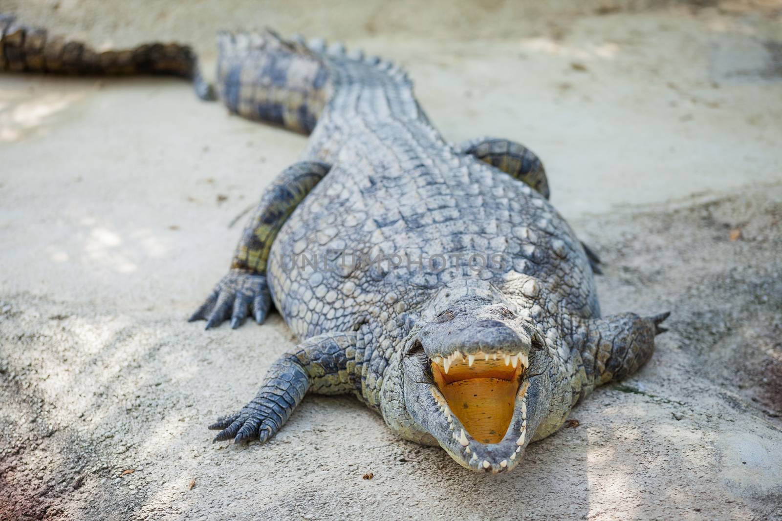 Big crocodils resting in a crocodiles farm.