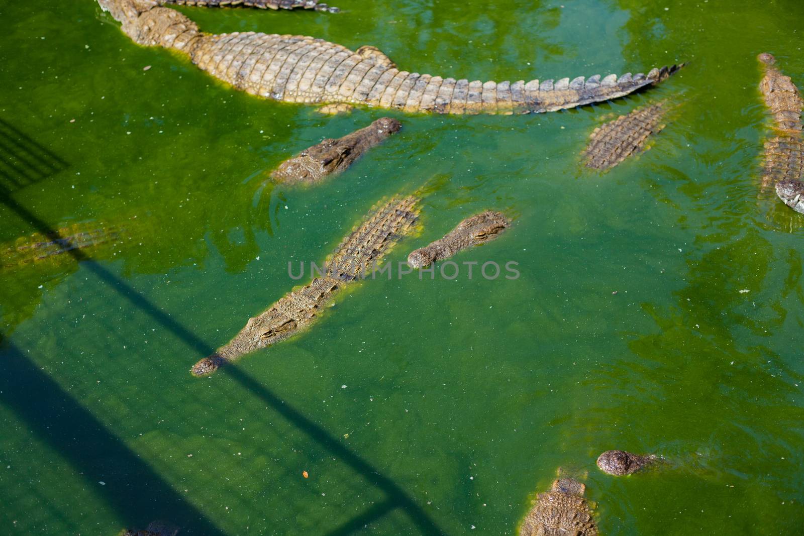 Crocodiles in a farm by maxoliki