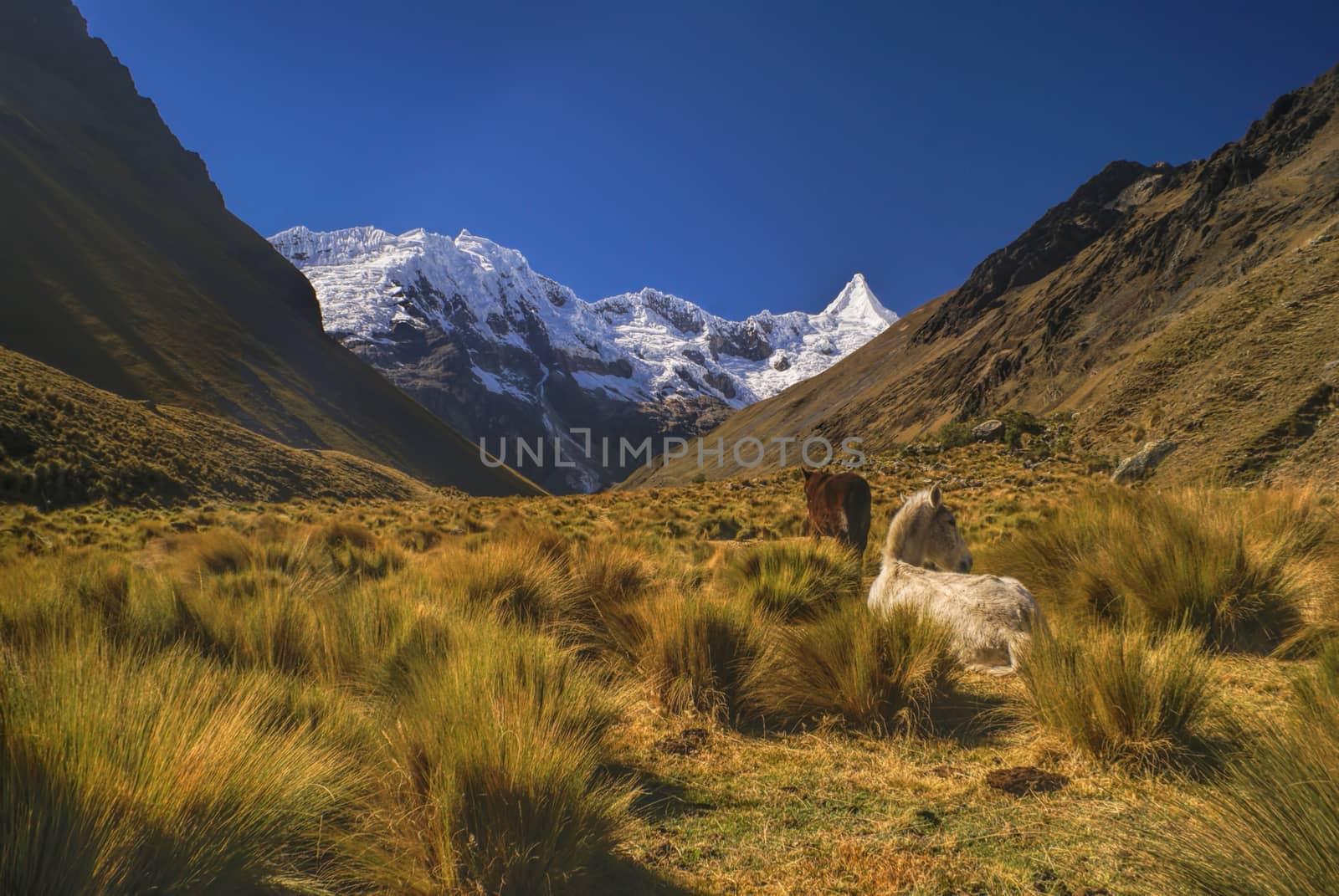 Horses grazing in scenic valley between high mountain peaks in Peruvian Andes