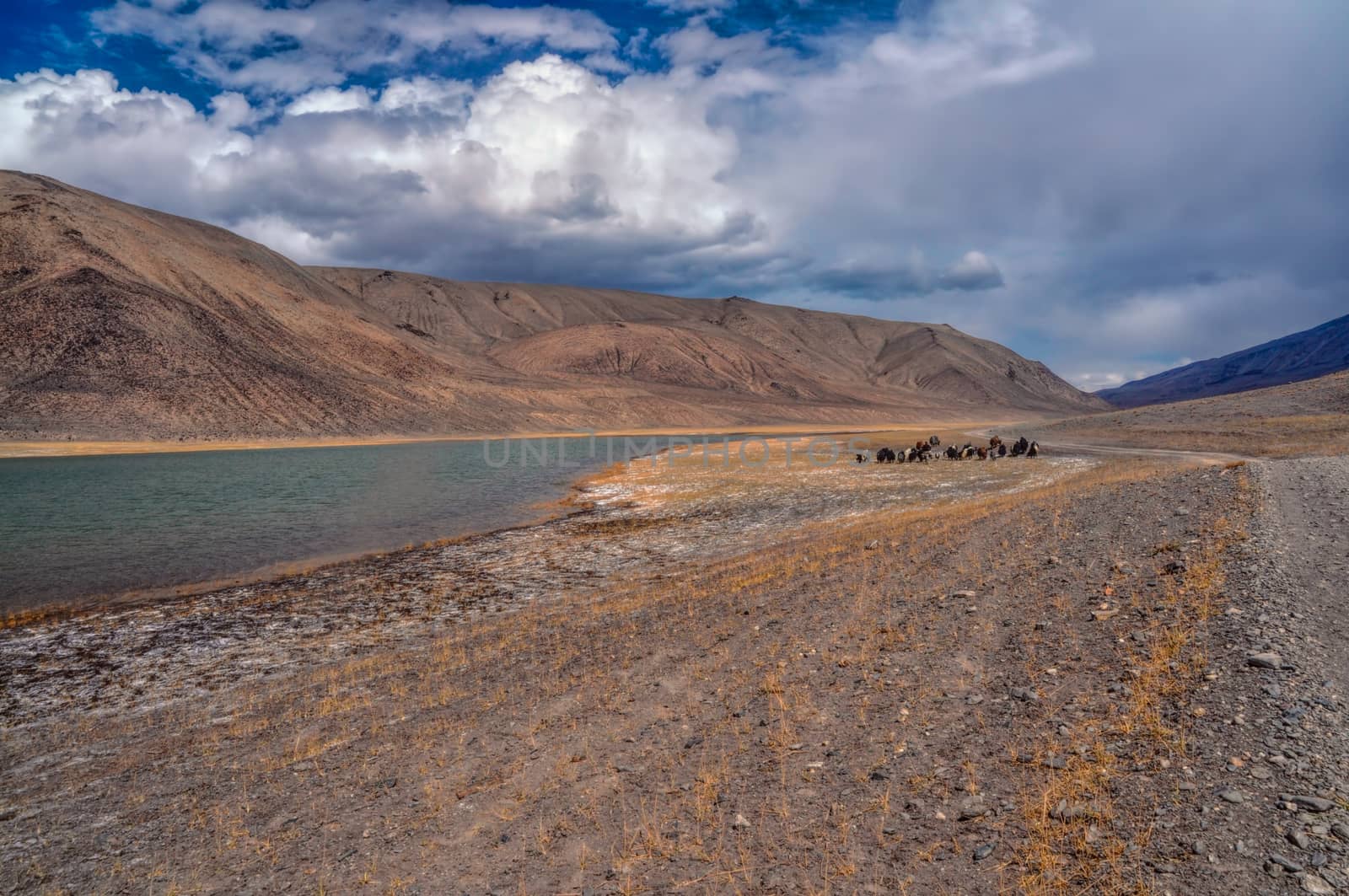 Herd of yaks by the river in Pamir mountains in Tajikistan