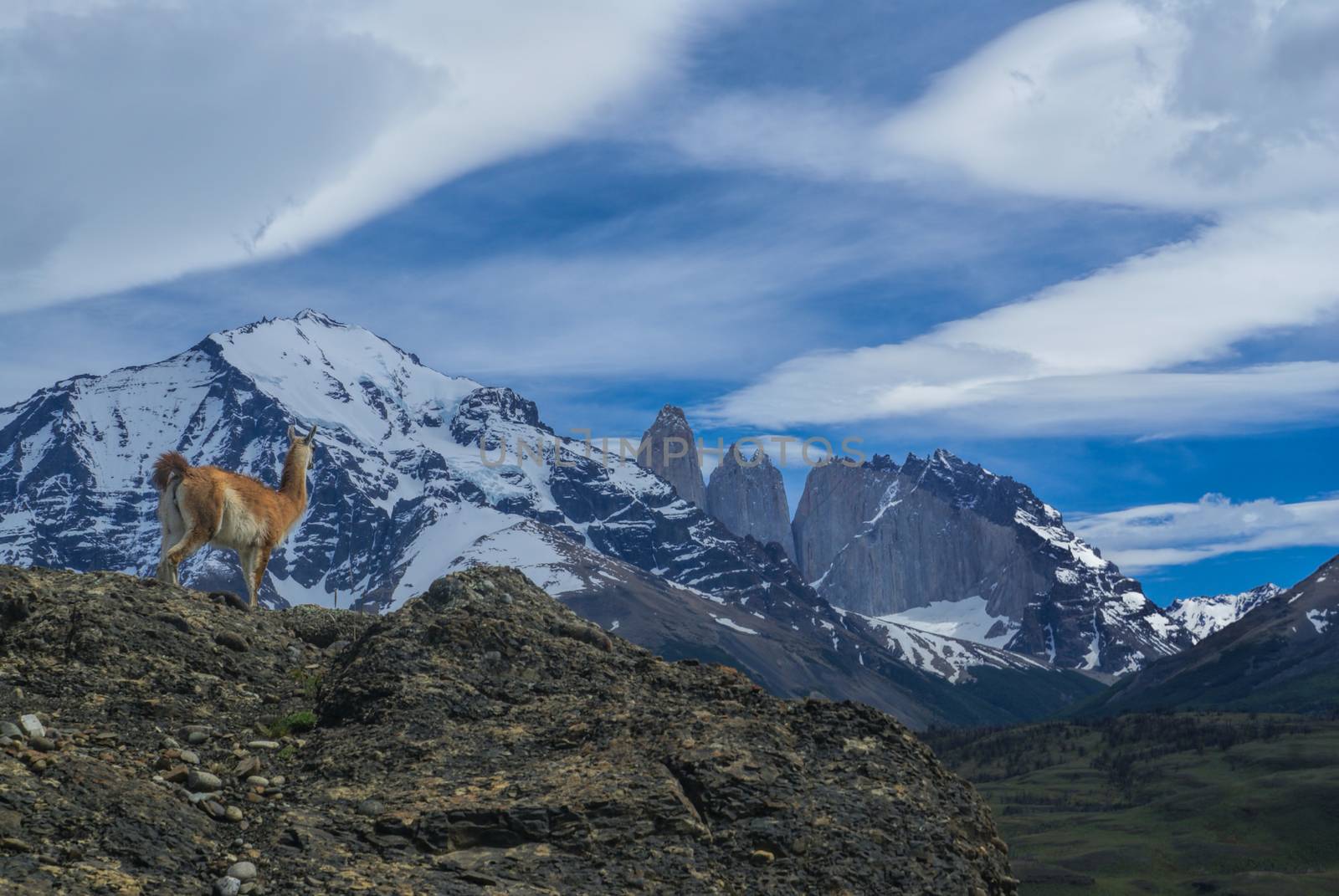 Lone Guanaco in national park Torres del Paine in south American Andes                   