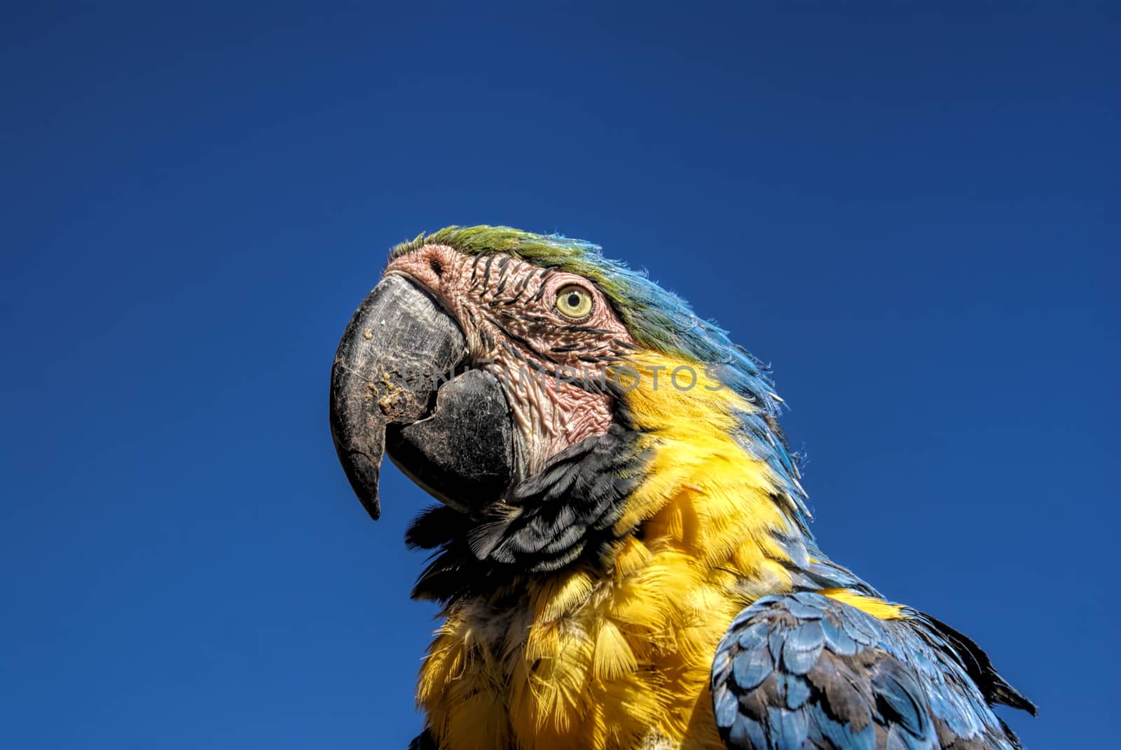 Beautiful Ara parrot with colorful blue and yellow feathers