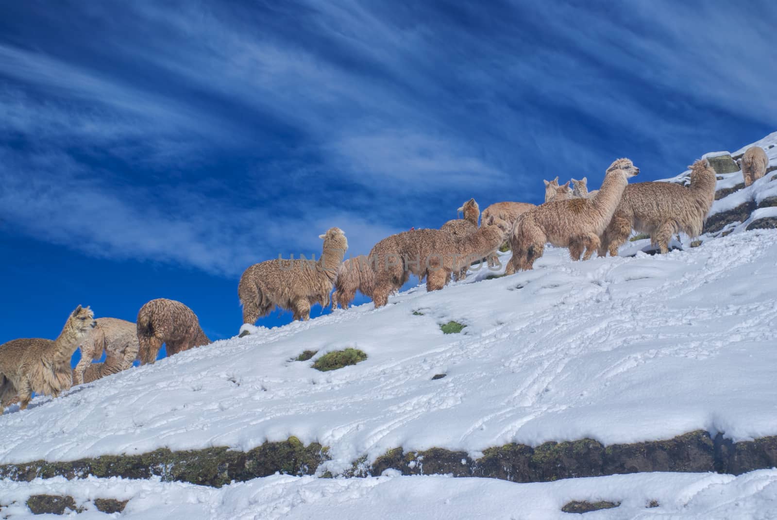 Herd of Llamas in Andes by MichalKnitl