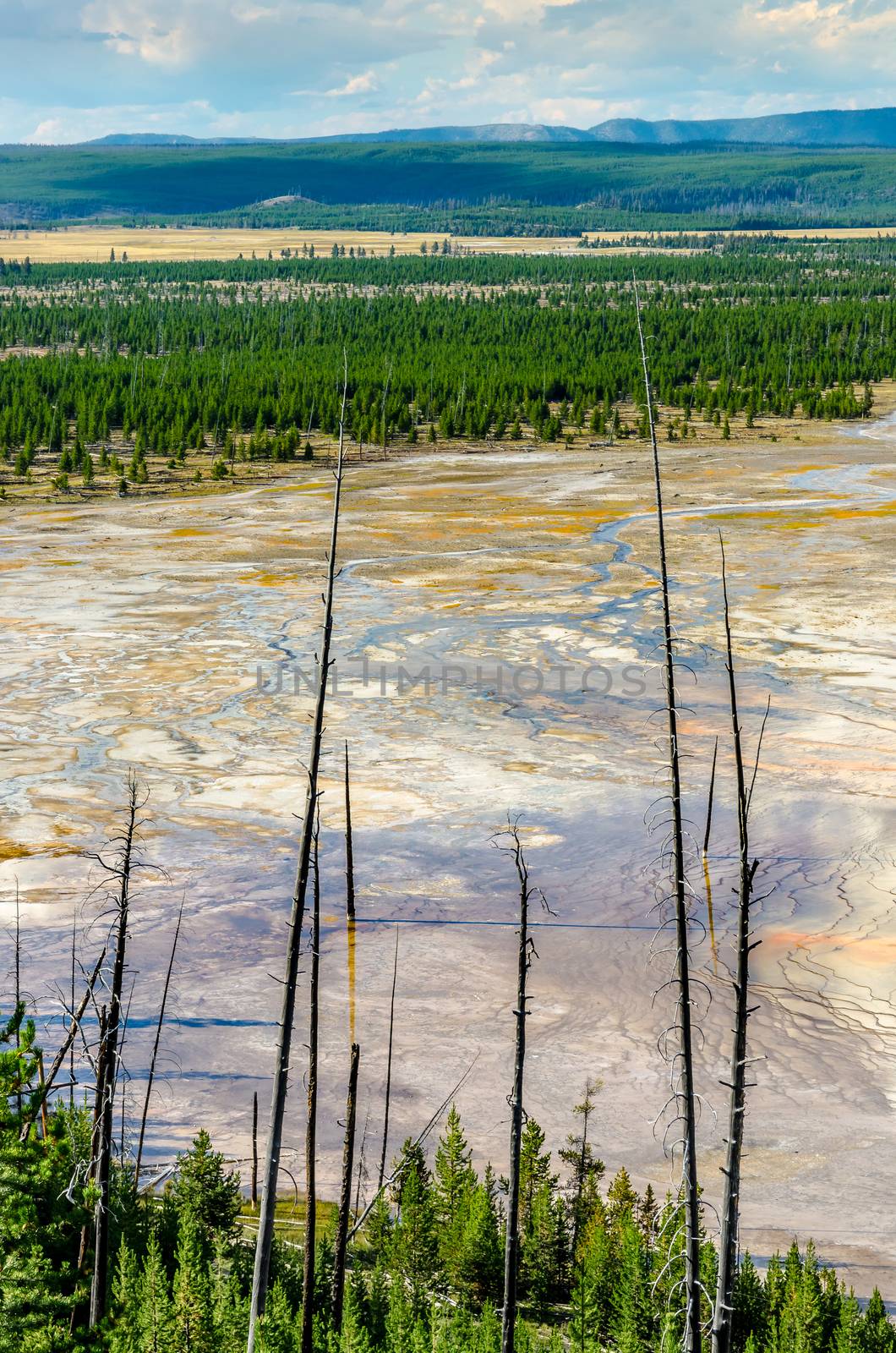 Landscape view of Grand Prismatic area with dry trees, Yellowstone, USA