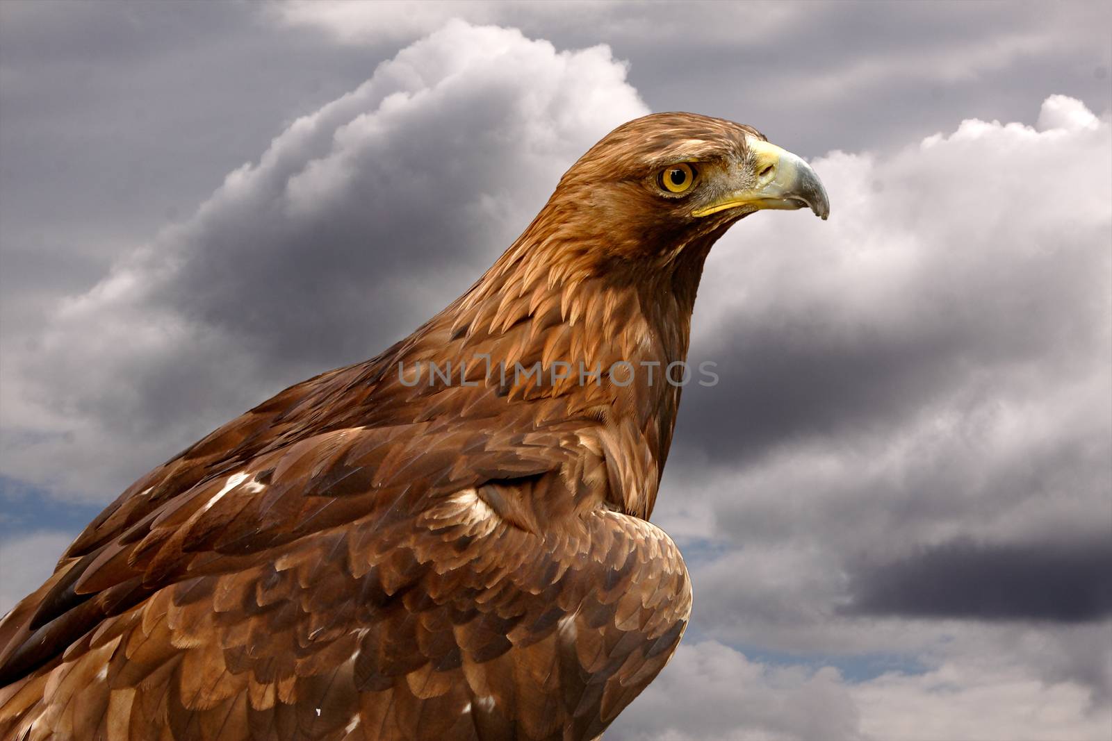 The Golden Eagle is considered to be a sacred bird in some cultures, such as native Americans.