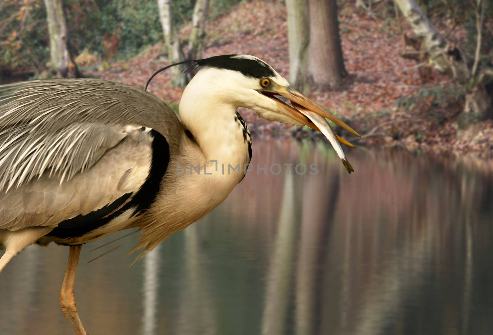 A Grey Heron catches a fish in a pool in Staffordshire, England.