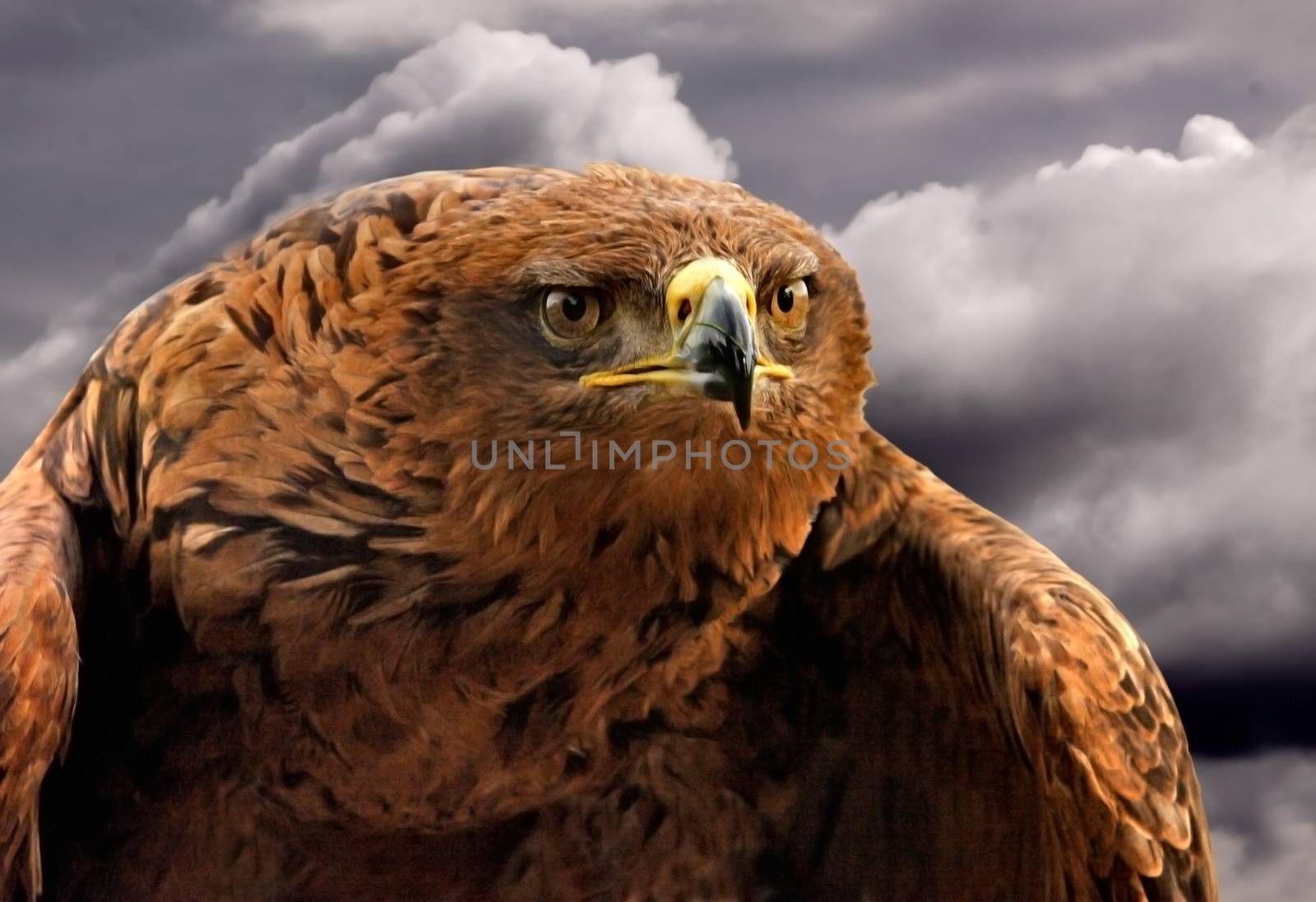 The Spanish Imperial Eagle is an endangered species, found mainly in Spain but also in Portugal and Morroco.