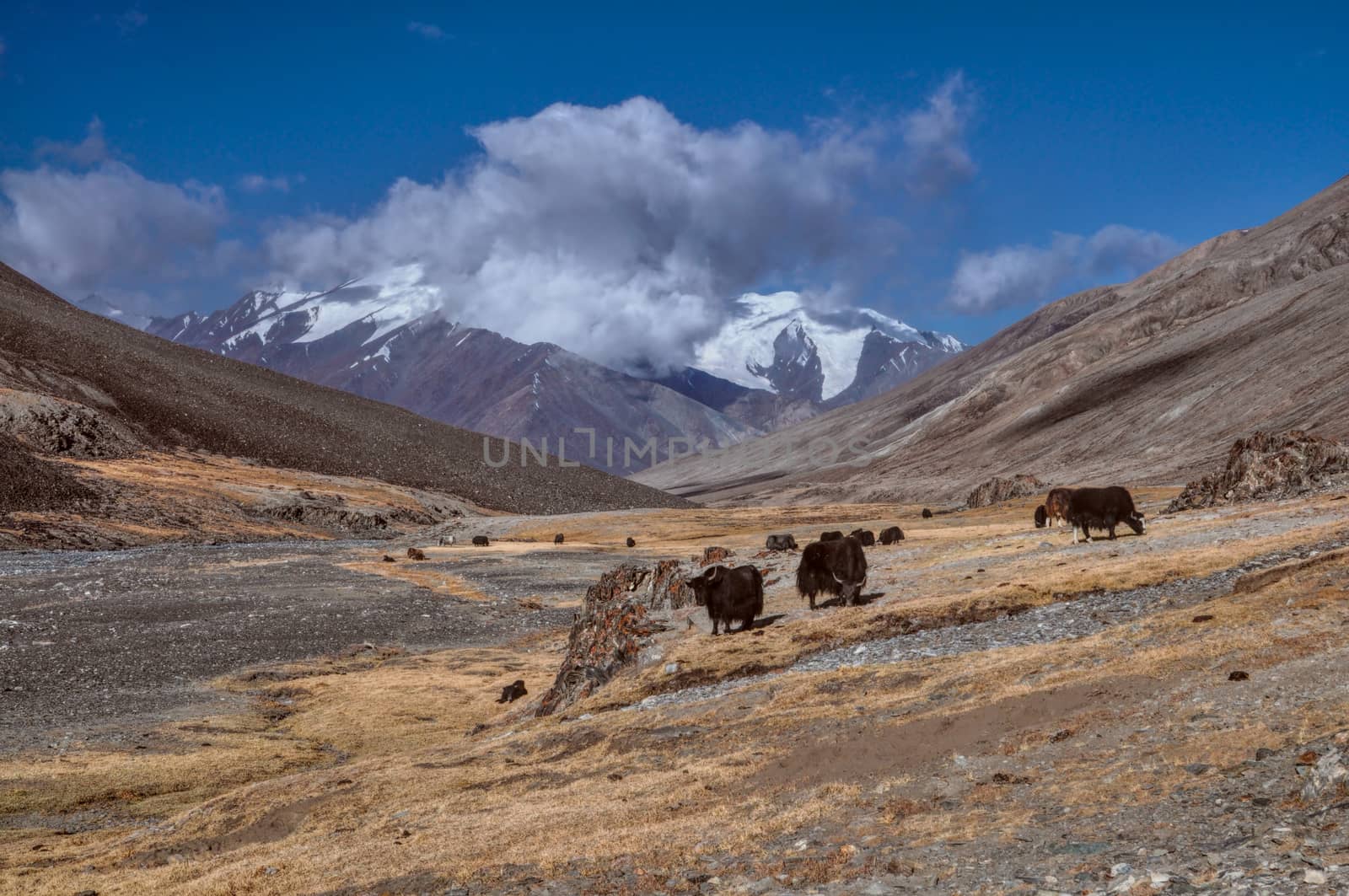 Herd of yaks high in scenic Pamir mountains in Tajikistan