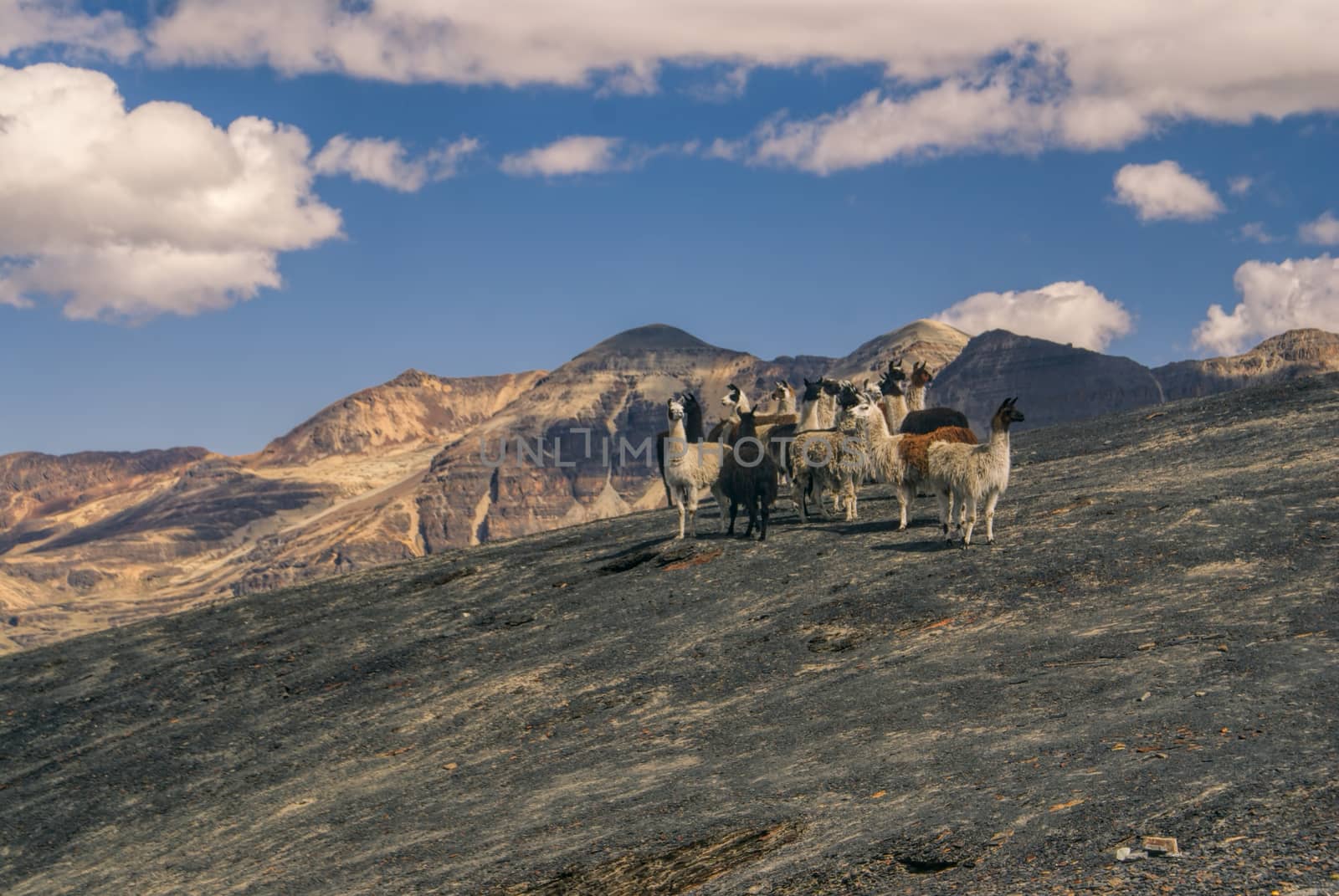 Herd of wild llamas high in the Andes mountains in Bolivia, Choro trek