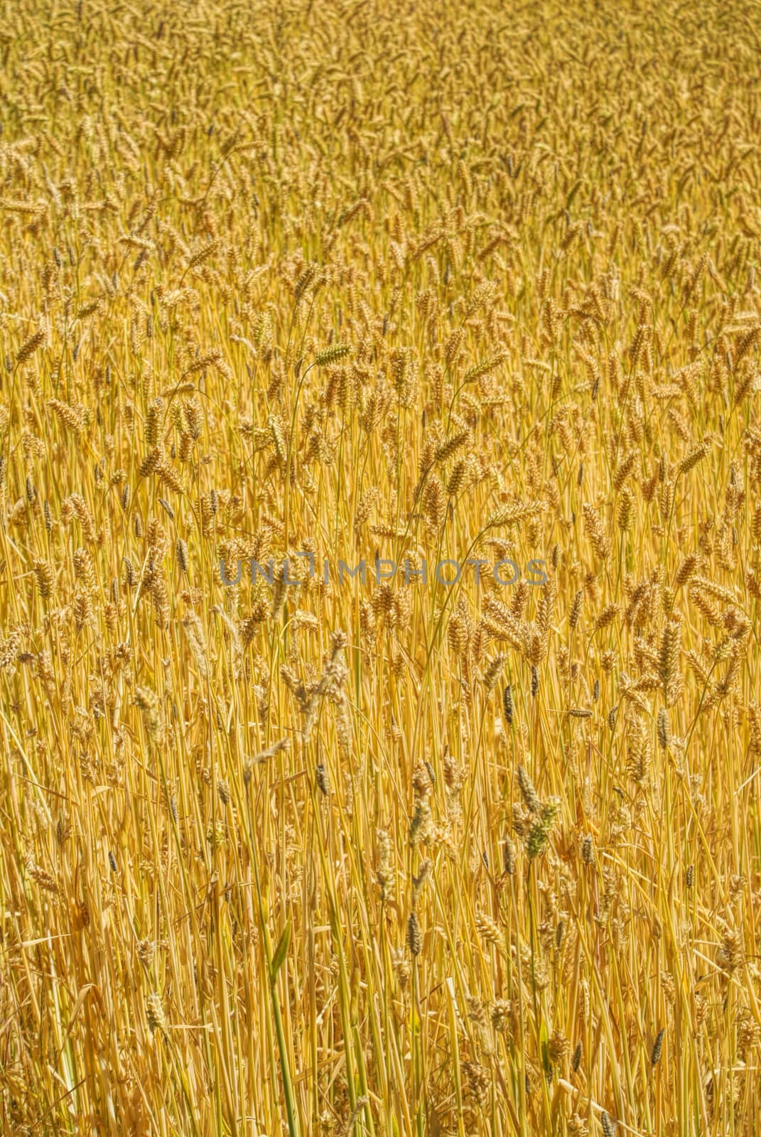 Golden wheat field, symbol of good harvest