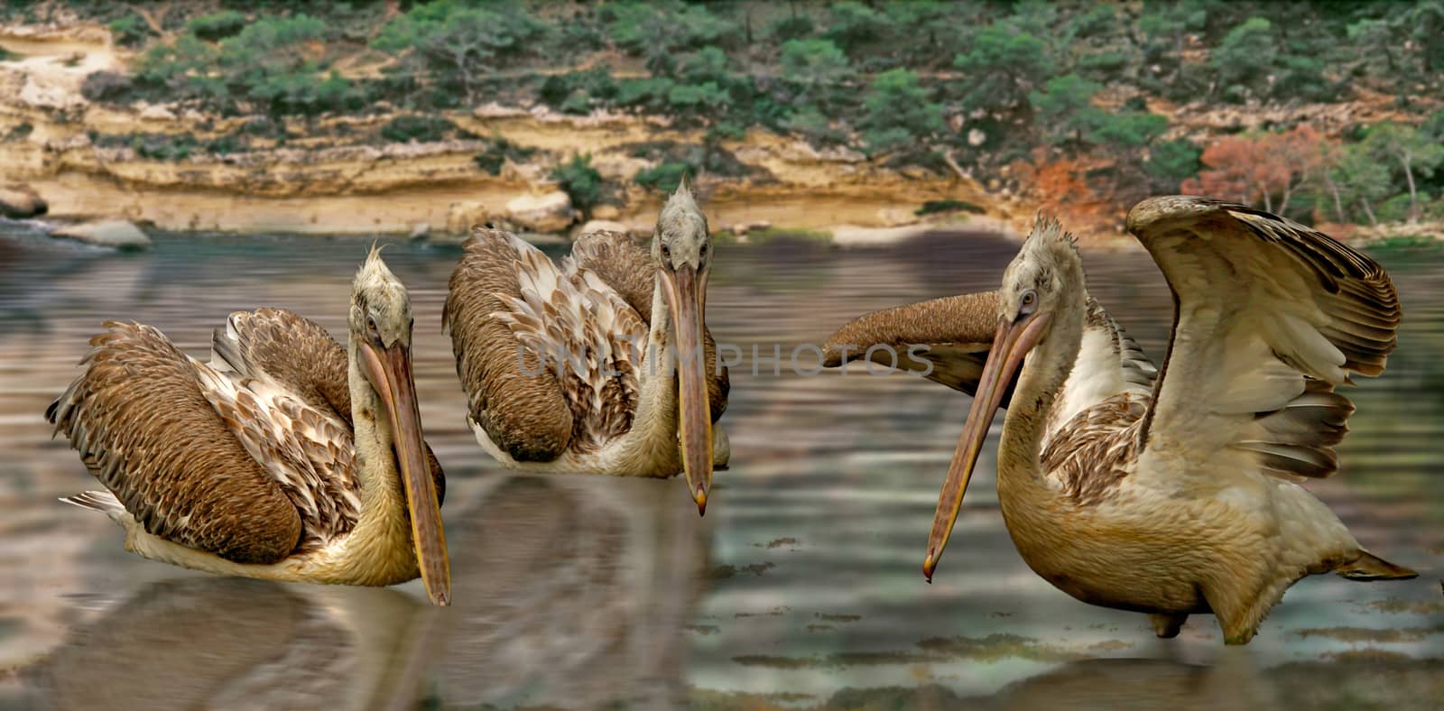 Dalmation Pelicans breed over a large area, from Southern Europe to India and China. 