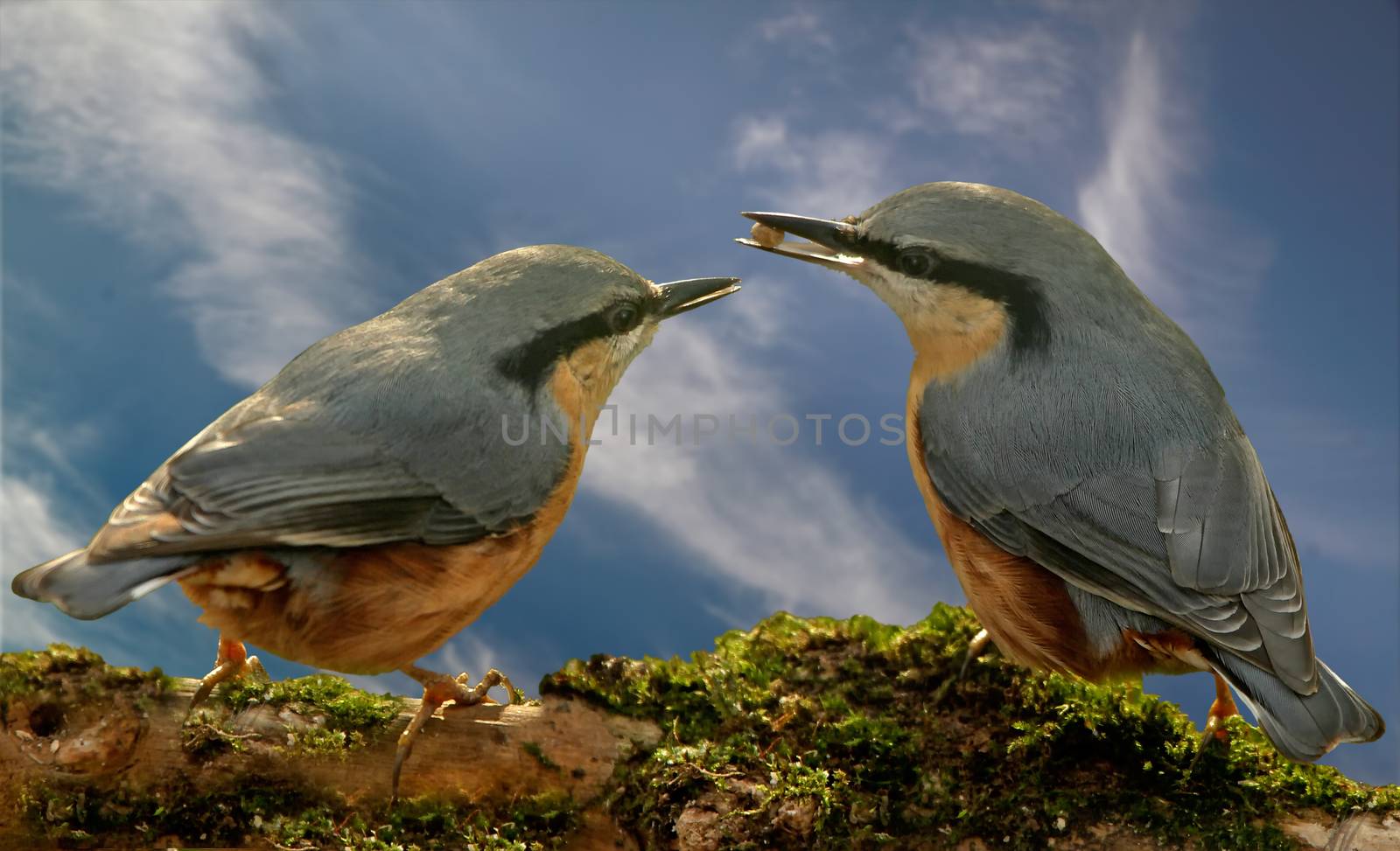Nuthatches are quite common throughout Europe apart from Ireland, Scotland and Northern areas.
