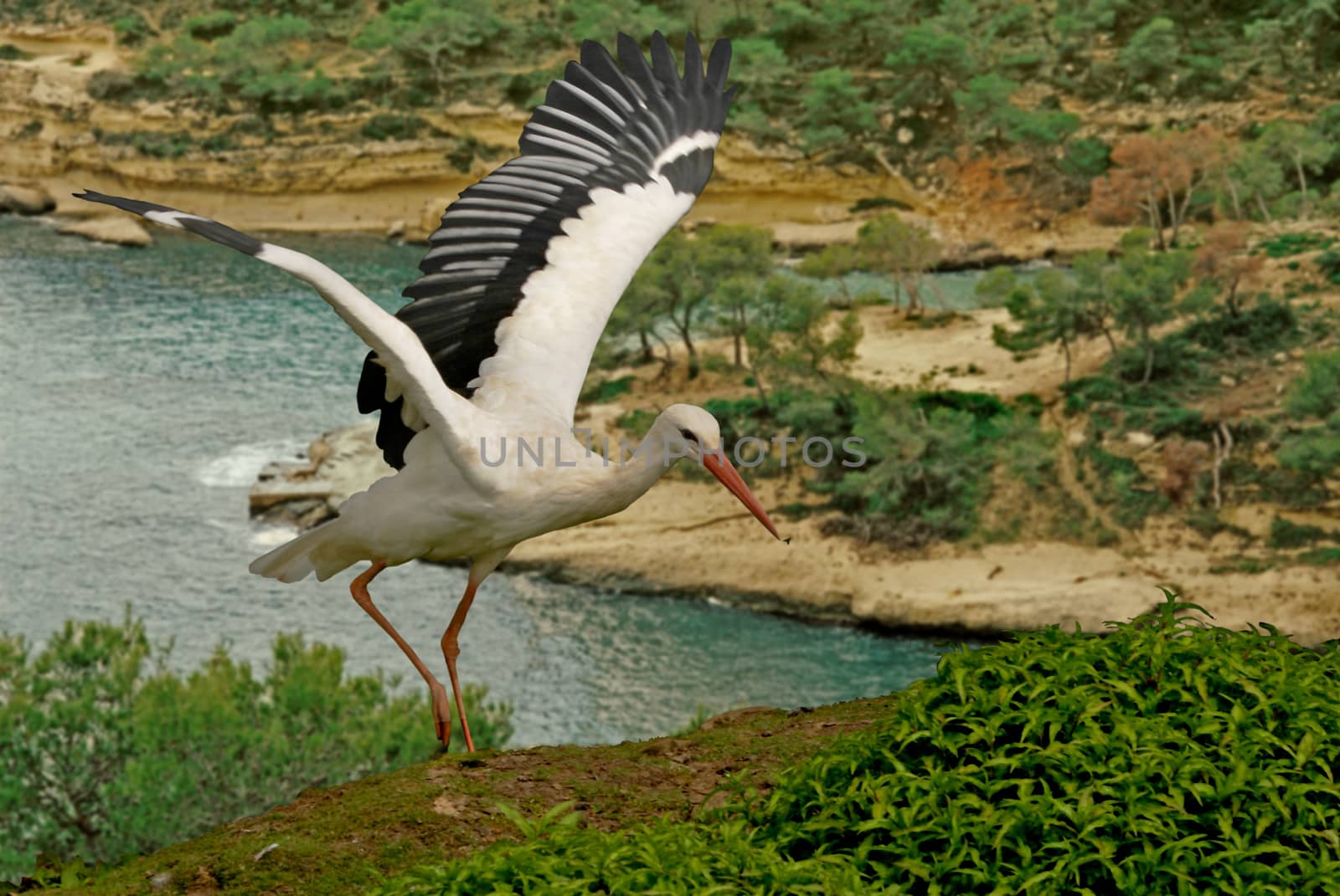 The White Stork frequents Southern Europe and the Middle East.