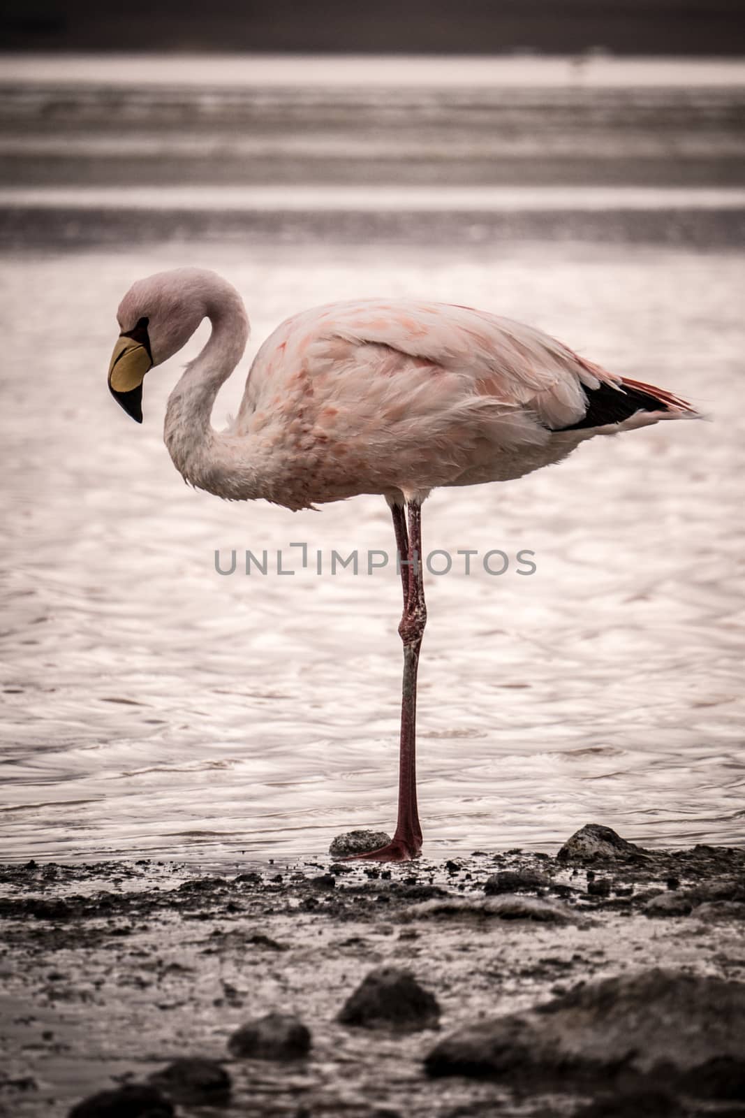 Flamingo stands alone at the edge of a lake by CDuncombeStock