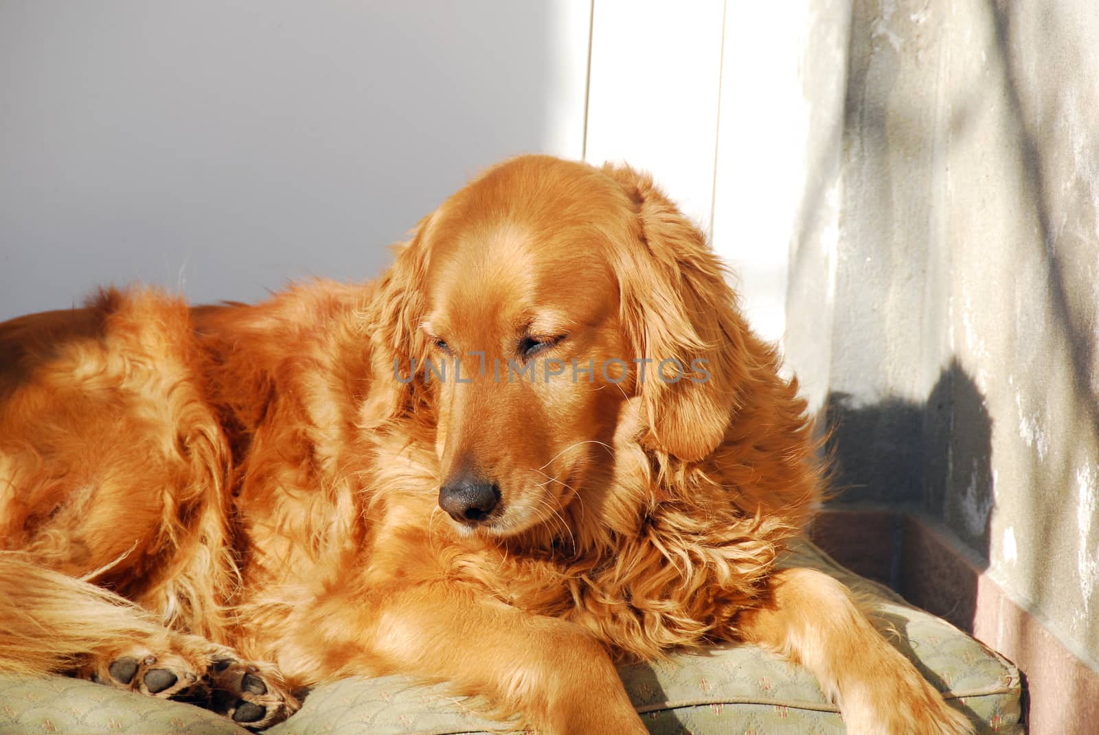 yellow golden retriever dog laying outdoors on sunlight