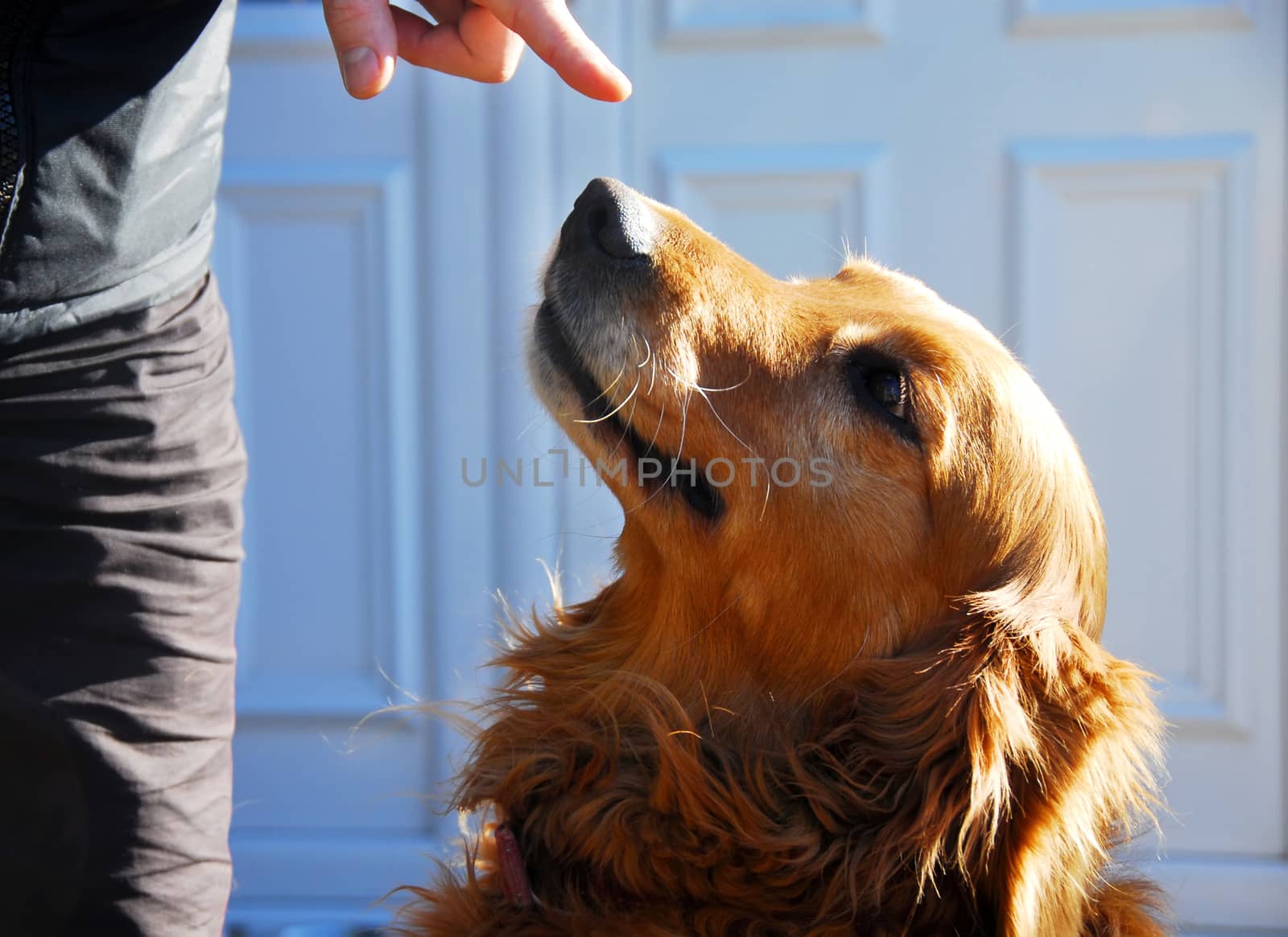 yellow golden retriever dog portrait looking up to mans arm outdoors