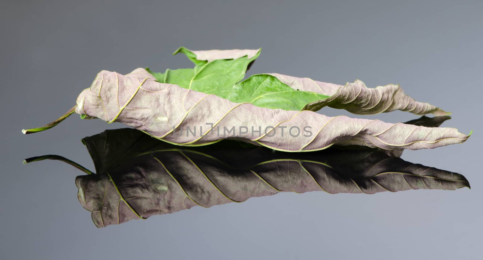 Old dry acer leaf on black white background with reflection.