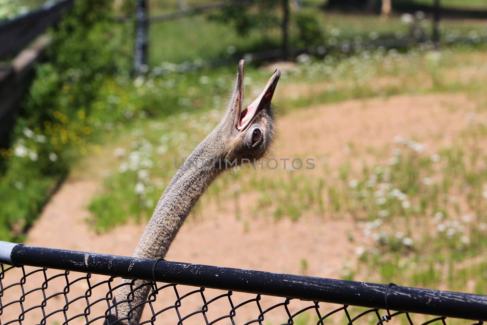 Ostrich tilting it's head back at the zoo