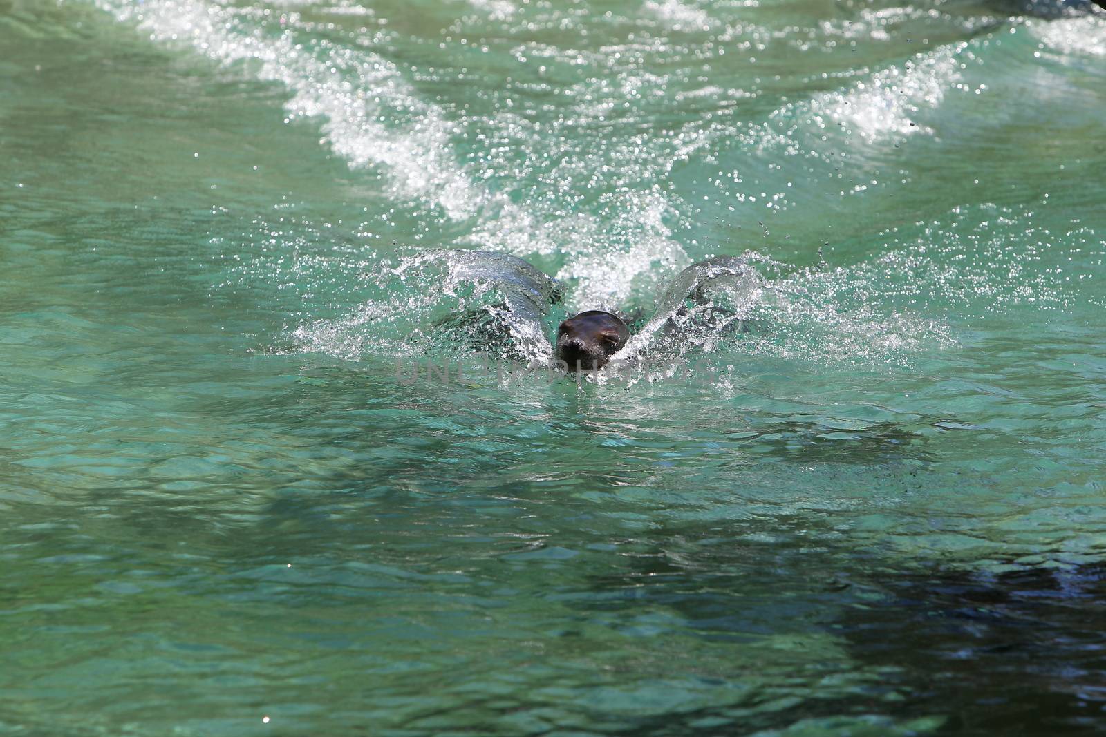 Seal at the zoo swimming in the water