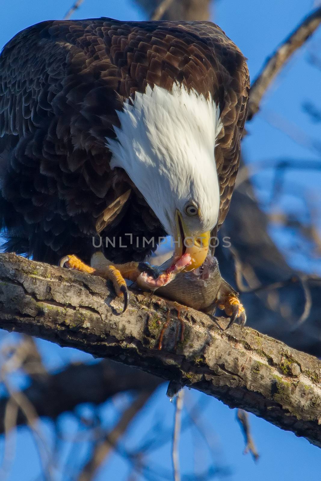 American Bald Eagle eating by Coffee999