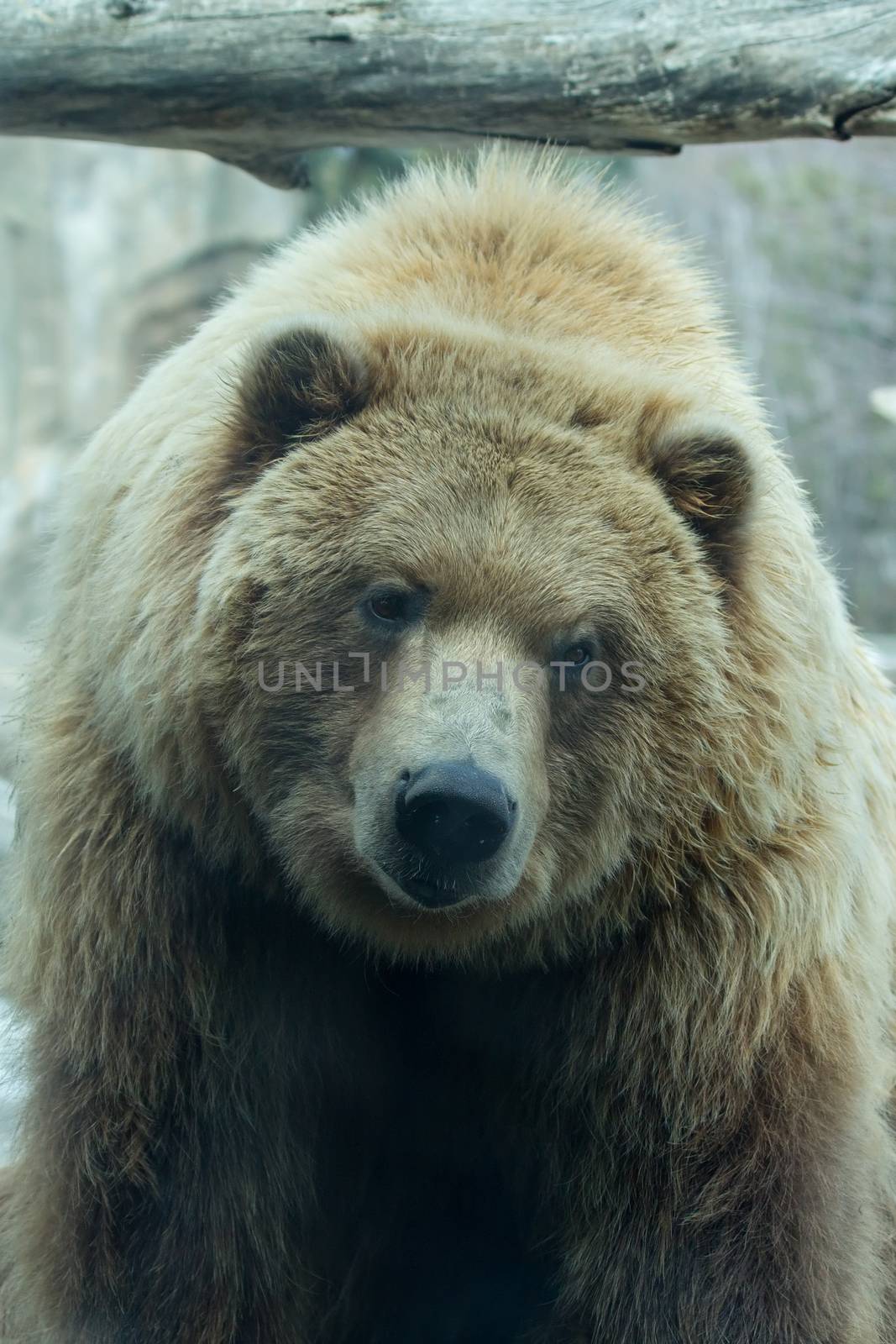 Brown Bear at the zoo by Coffee999