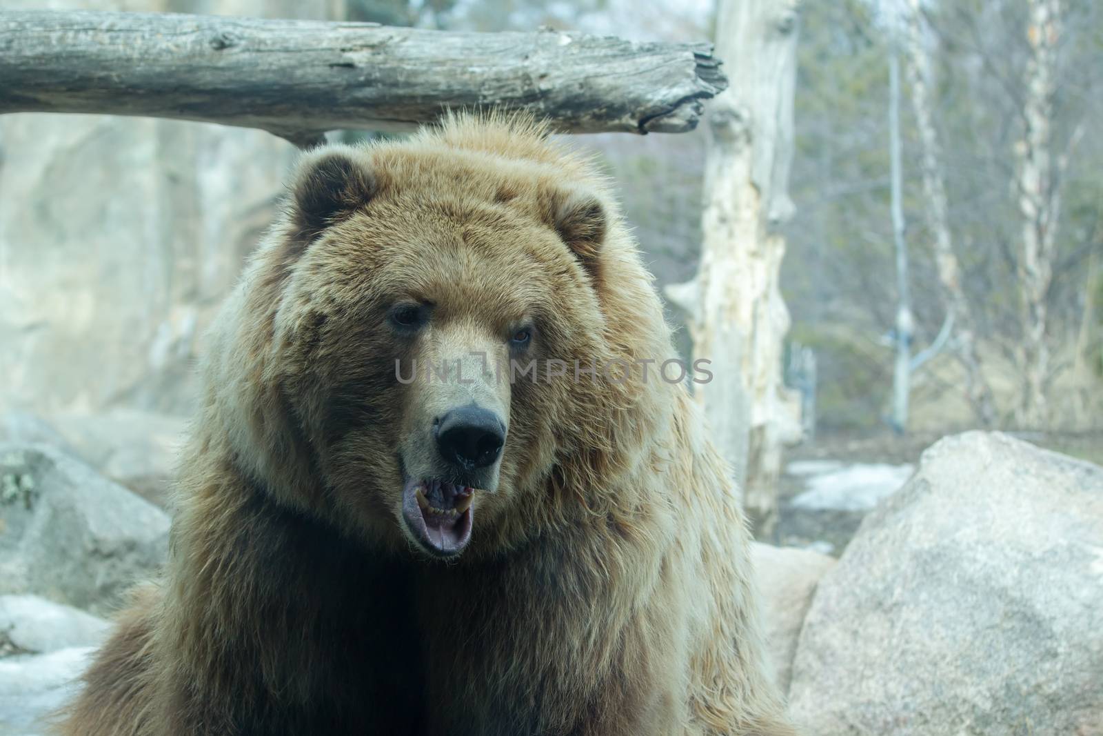 Brown Bear at the zoo by Coffee999