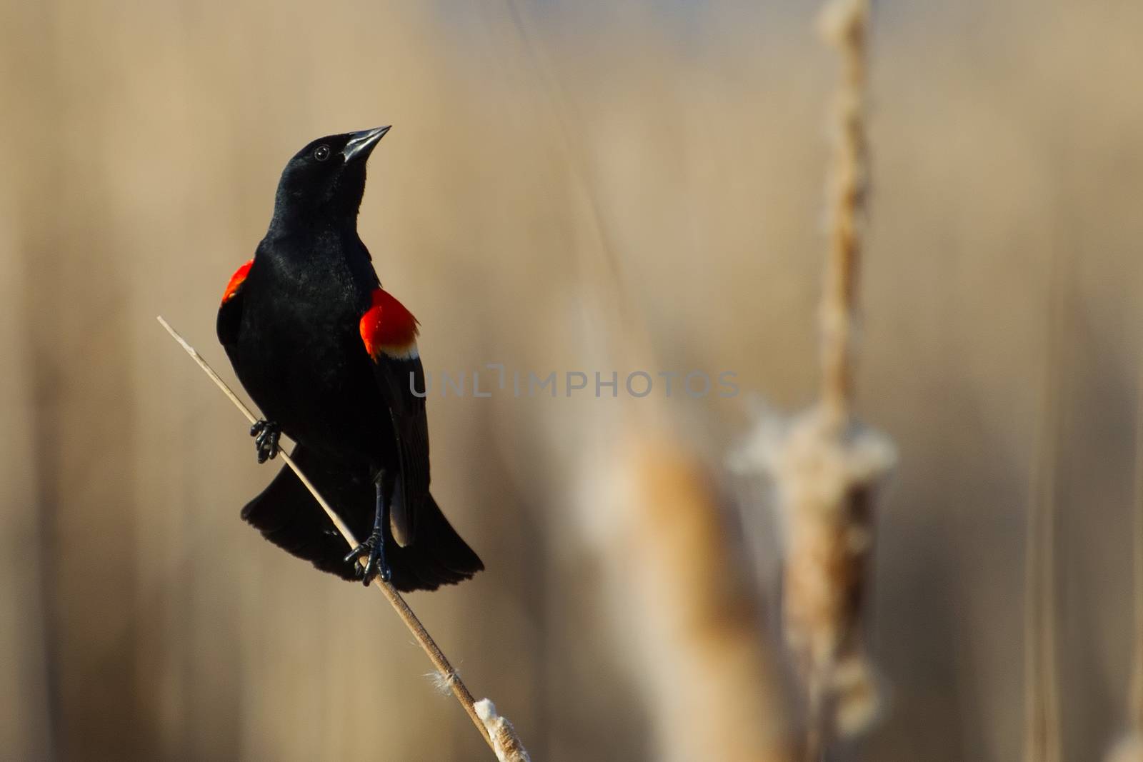 Male Red-winged Blackbird by Coffee999